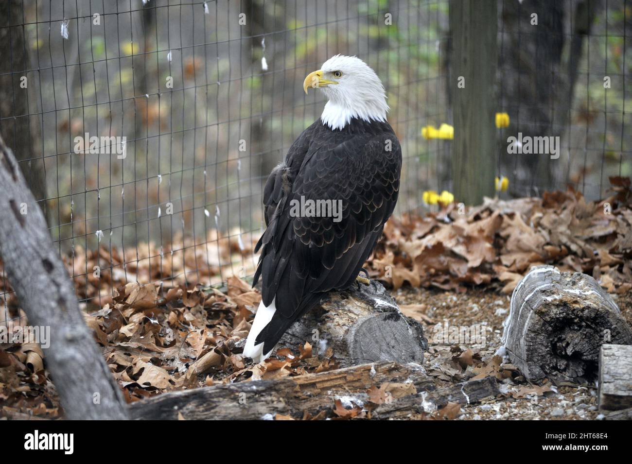 Bald Eagle in captivity at a bird sanctuary in Saint Louis, Missouri