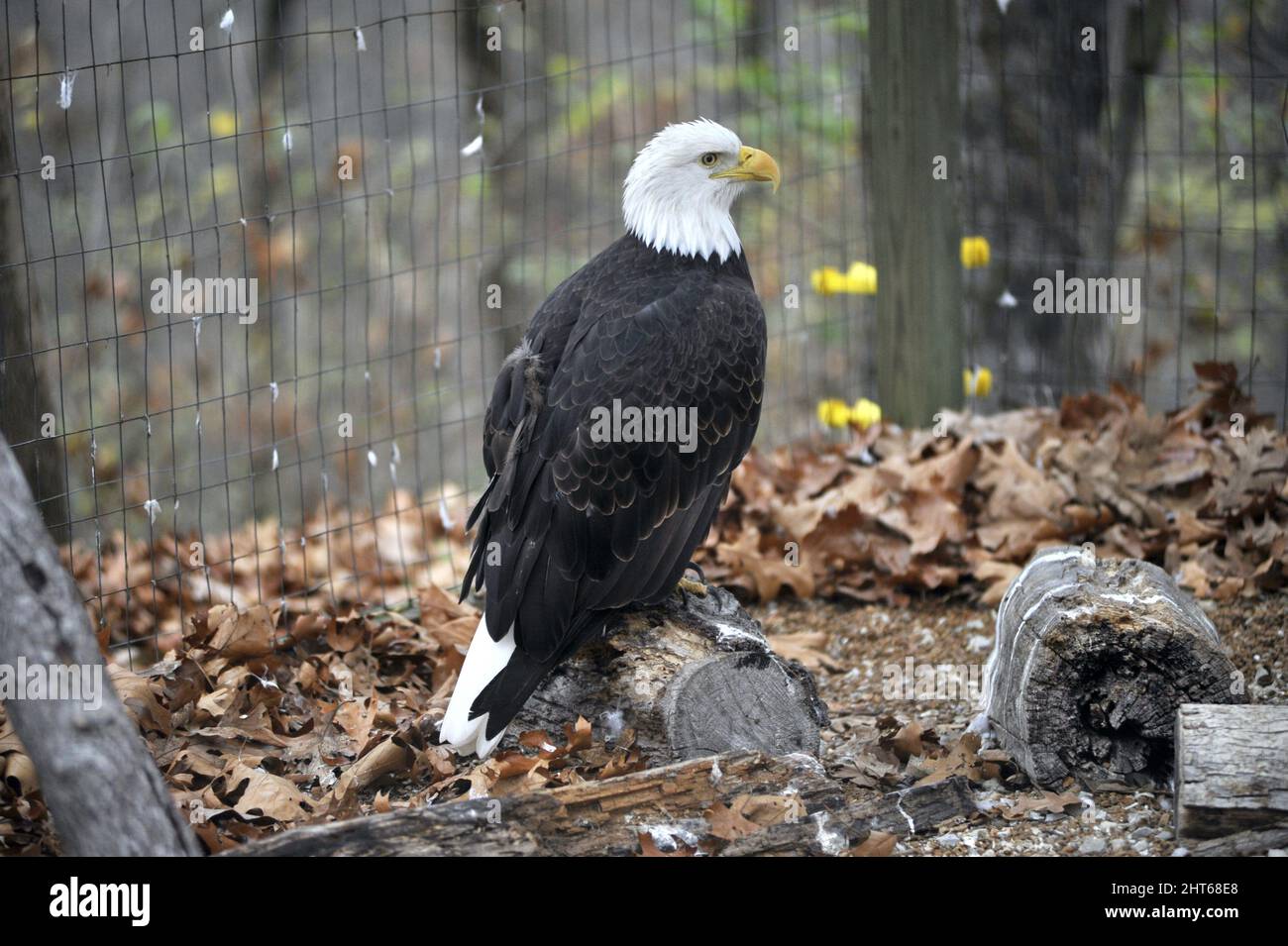 Bald Eagle in captivity at a wild bird sanctuary in Saint Louis