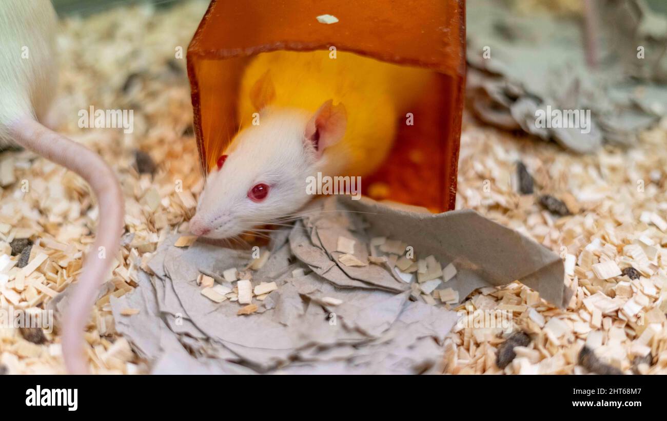 Closeup shot of the white rat with red eyes in the cage with wood shavings Stock Photo Alamy