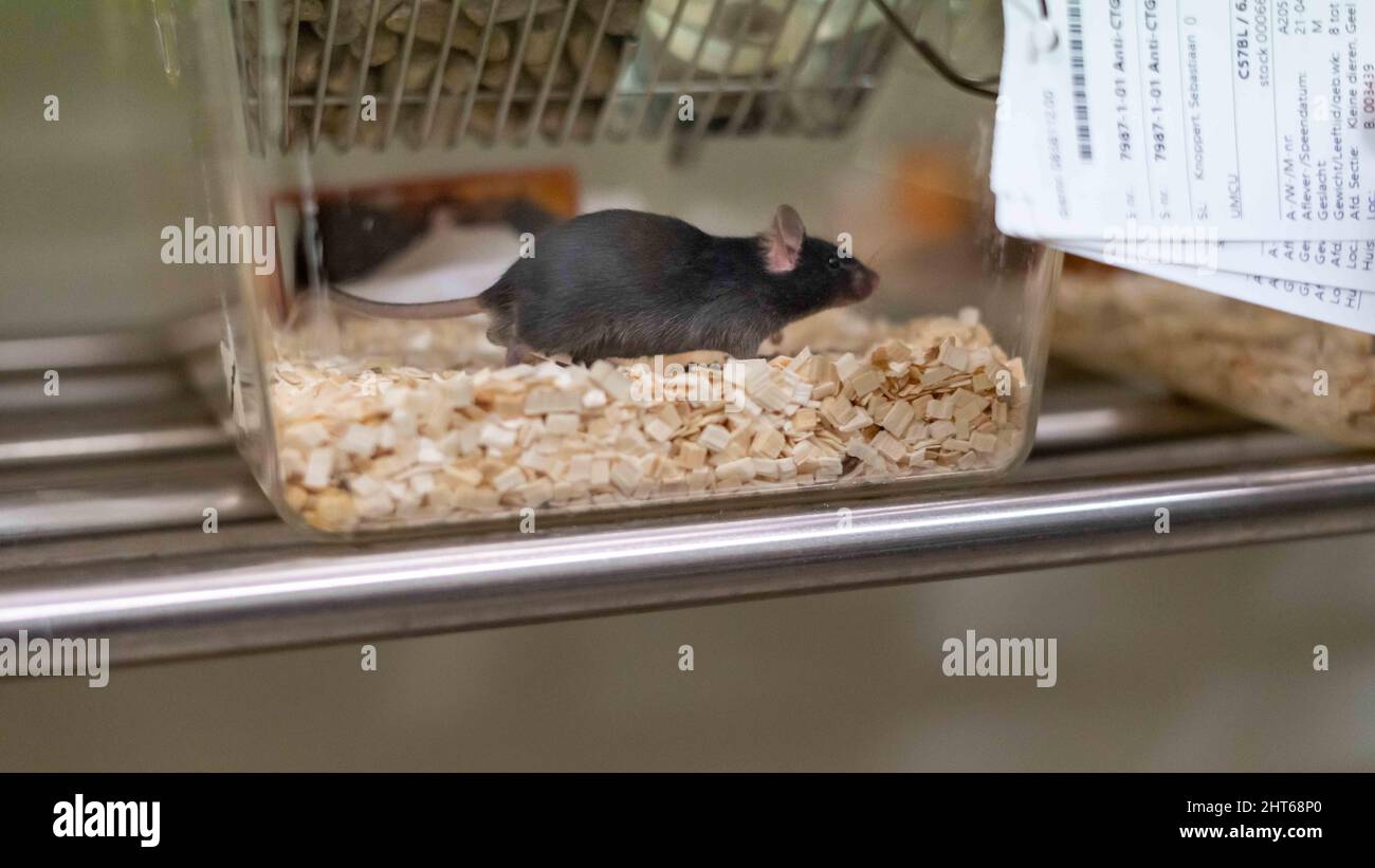 View of the black rat in the cage with wood shavings Stock Photo Alamy