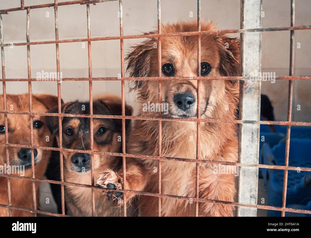 Portrait of lonely sad abandoned stray dog behind the fence at animal shelter. Best human's friends waiting for a forever home. Animal rescue concept Stock Photo