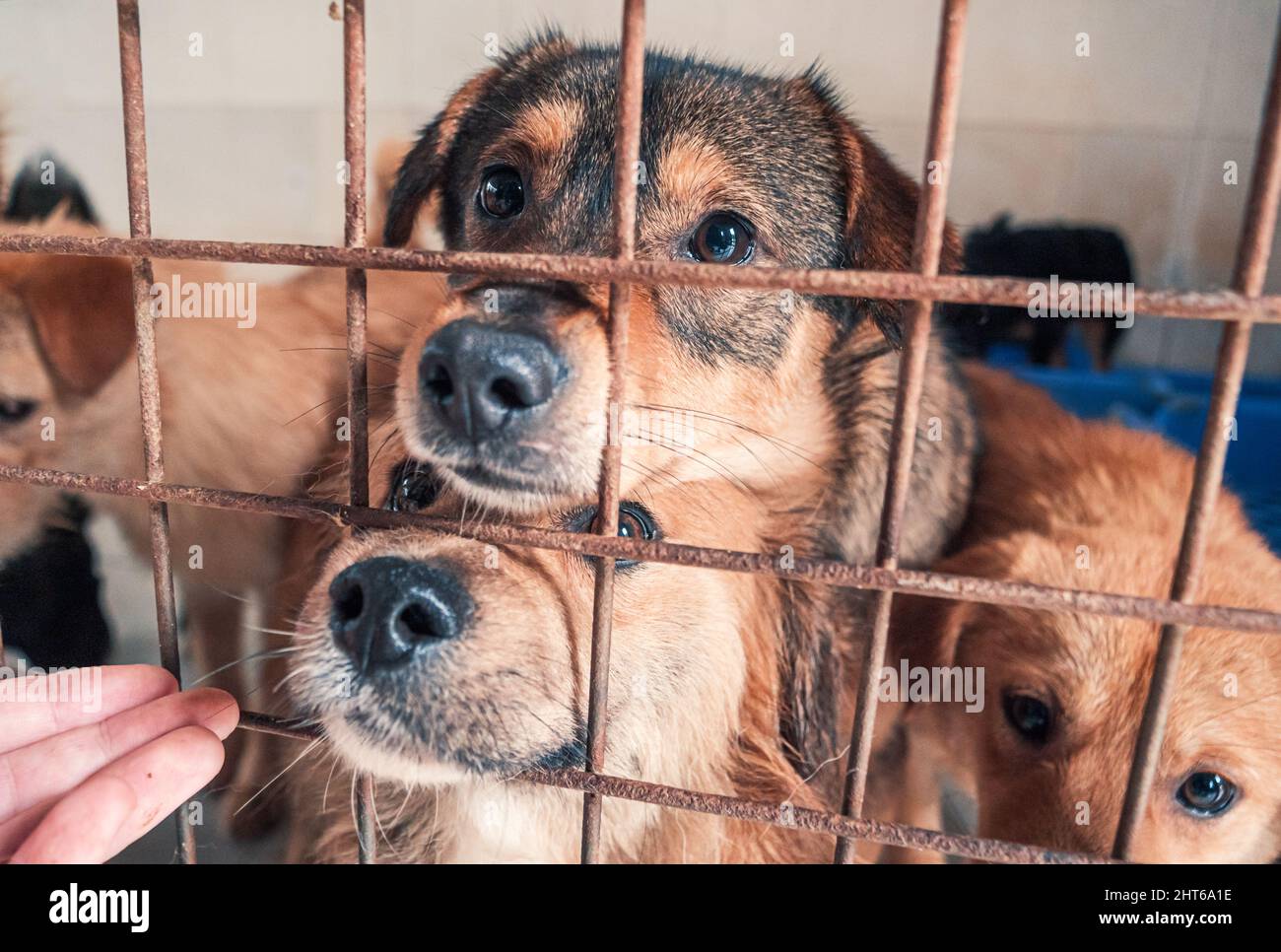 Portrait of lonely sad abandoned stray dogs behind the fence at animal shelter. Best human's friends waiting for a forever home. Animal rescue concept Stock Photo