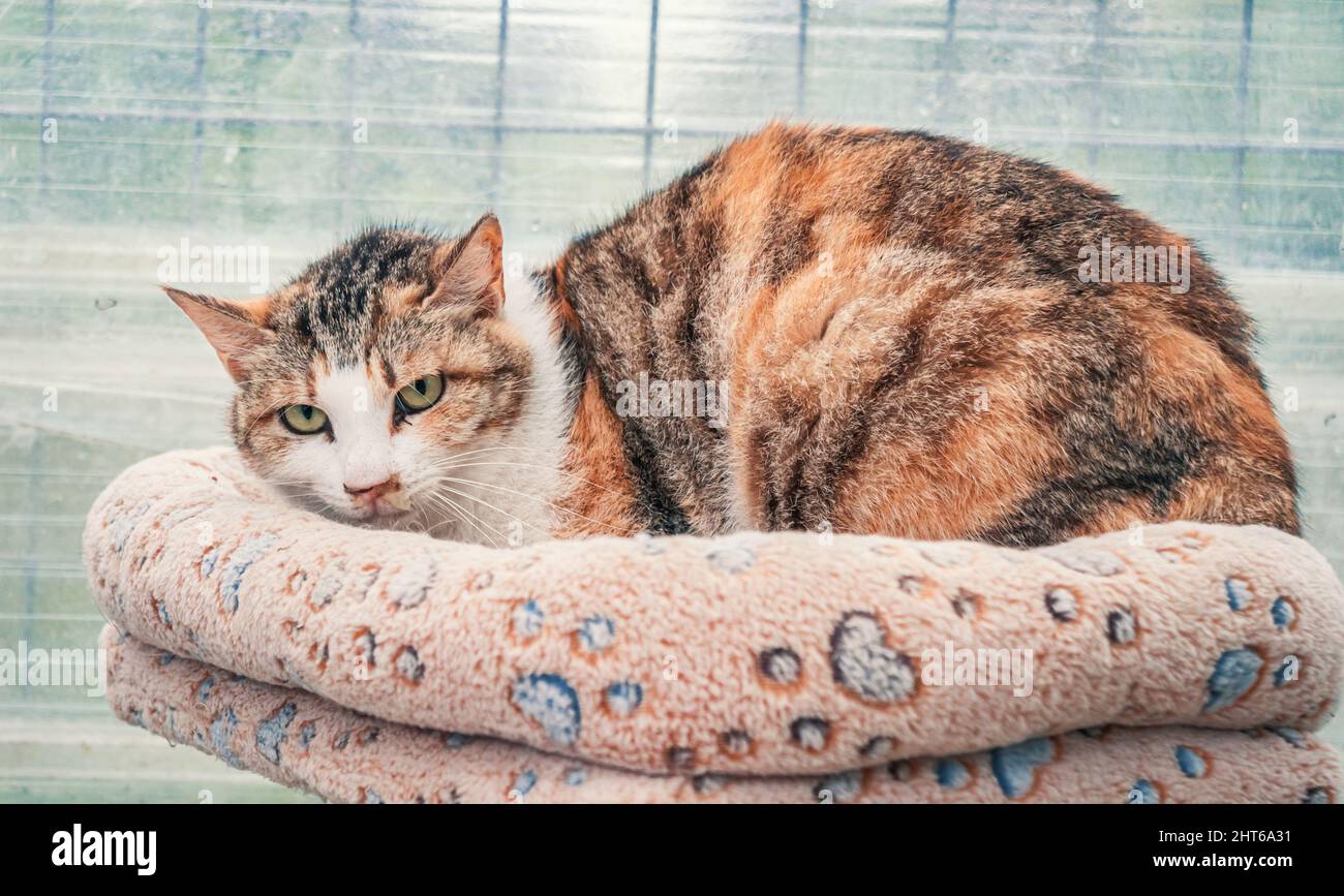 Lonely sad abandoned stray cat at animal shelter. Cat waiting for a forever home. Animal rescue concept Stock Photo