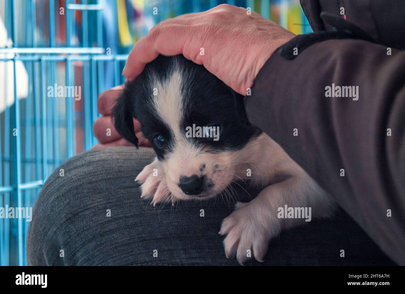 Sad Animal Rescues Sad Animal Rescue