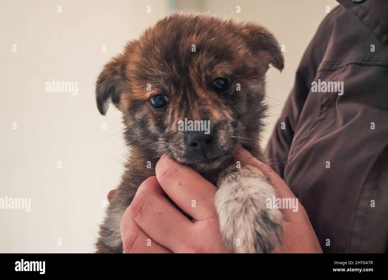 Portrait of lonely sad abandoned stray puppy at animal shelter. Best human's friend is waiting for a forever home. Animal rescue concept Stock Photo