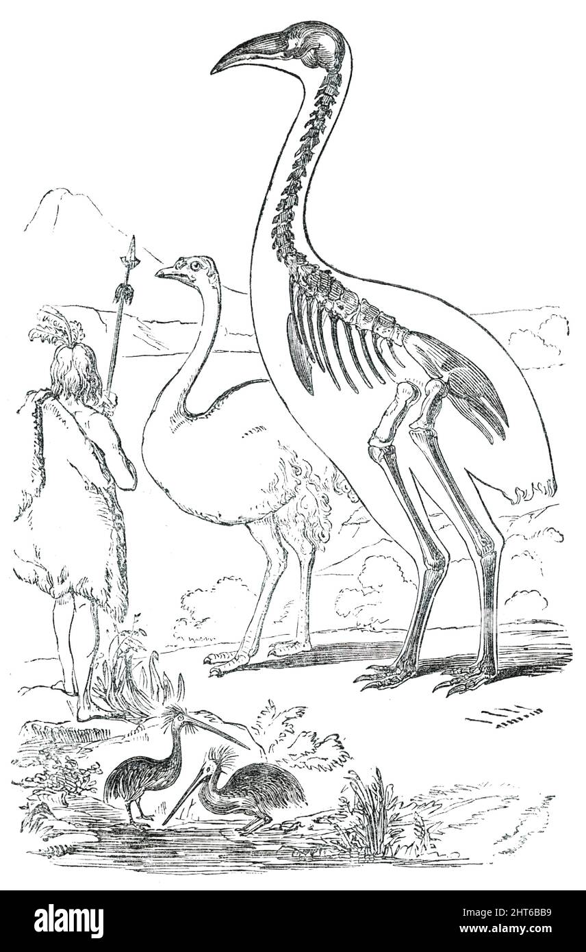 Comparative Sizes of Dinornis, Ostrich, and New Zealander, 1850. '...a lecture on the extinct gigantic birds of New Zealand, by Dr. Mantell, attracted a brilliant and numerous audience to the Royal Institution...[He referred to] the first discovery of the fossil remains of the Dinornis in New Zealand, and then described the collection of remains made by his eldest son, Mr. Walter Mantell, and transmitted to England in 1848...&quot;Unfortunately...the natives soon caught sight of my operations, and came down in shoals, trampling on the bones I had carefully extracted and laid out to dry. The na Stock Photo