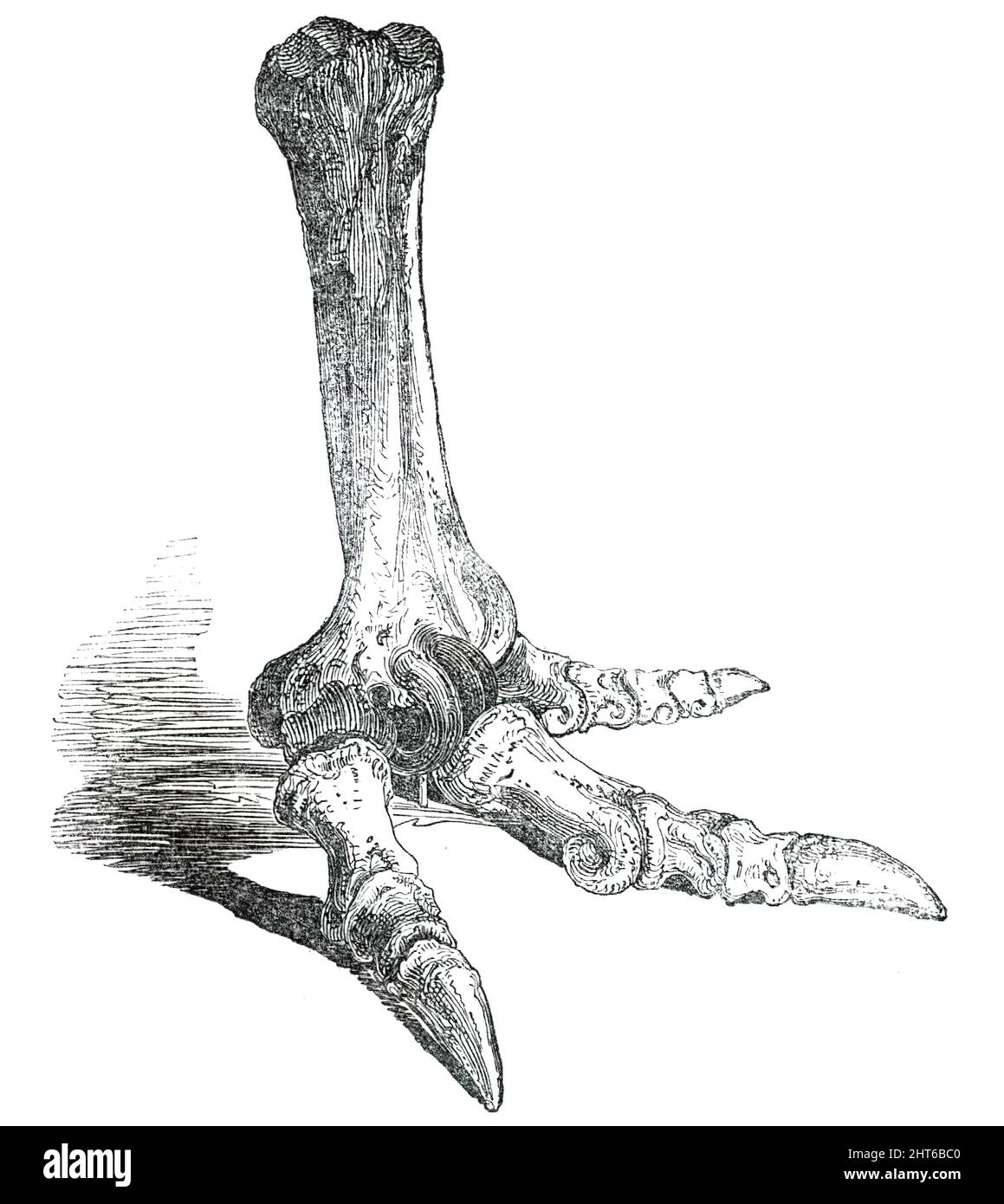 Fossil Foot of  Dinornis, 1850. Lecture by Gideon Algernon Mantell on the extinct gigantic birds of New Zealand. 'The most extraordinary relics obtained from this spot were the entire series of bones ot the shanks and feet (twenty-six in number) of the same individual tridactyle (three-toed) bird...The toes present the characteristic number of bones observable in birds: thus the inner toe has 3 bones; middle, 4; the outer toe 5; had there been a hinder toe that would have consisted of but 2 bones. The foot, when recent, with the cartilages, claws, &amp;c., must have been 16 inches long and 18 Stock Photo