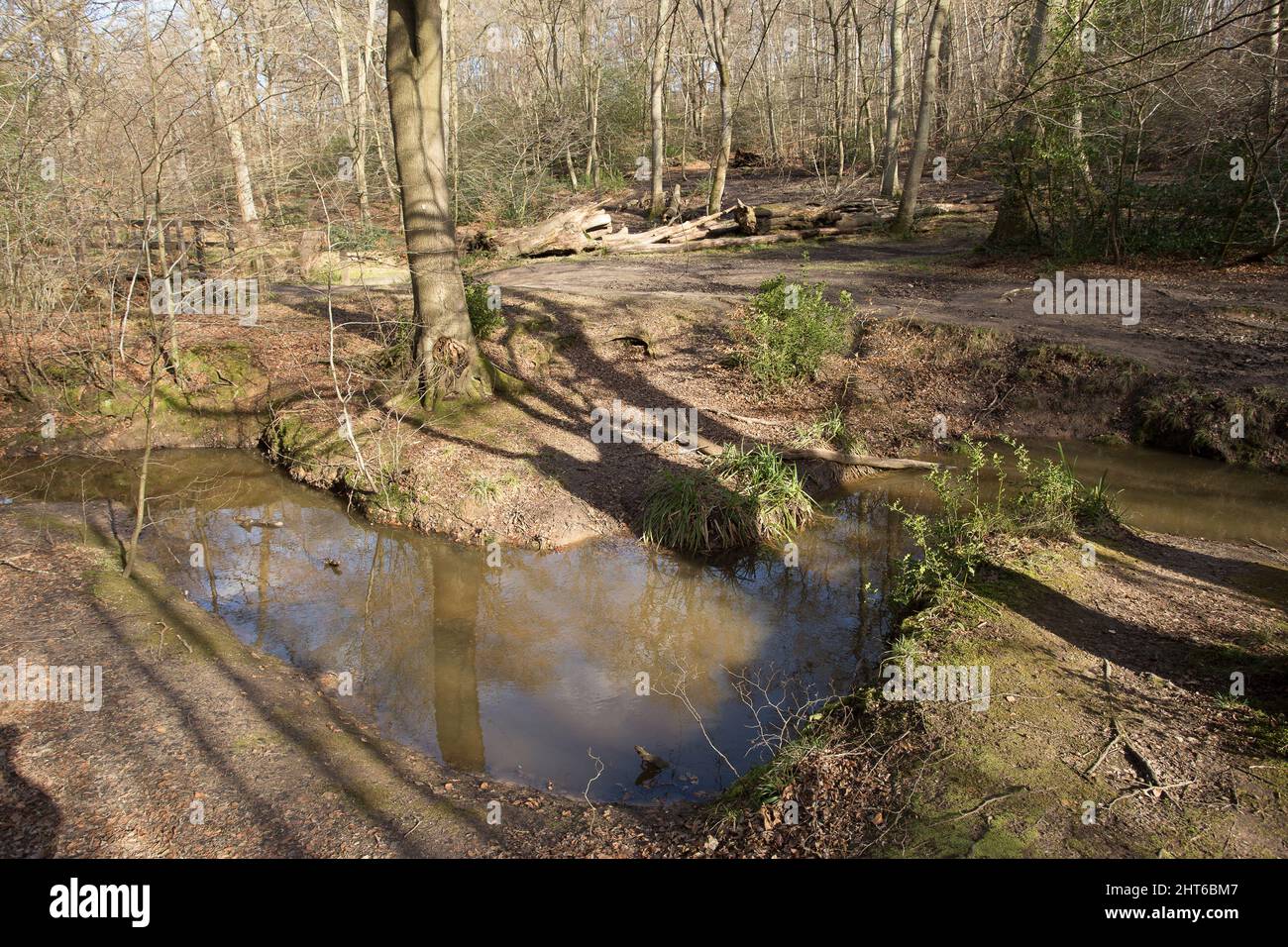 Loughton Brook Epping Forest Essex England UK Stock Photo Alamy