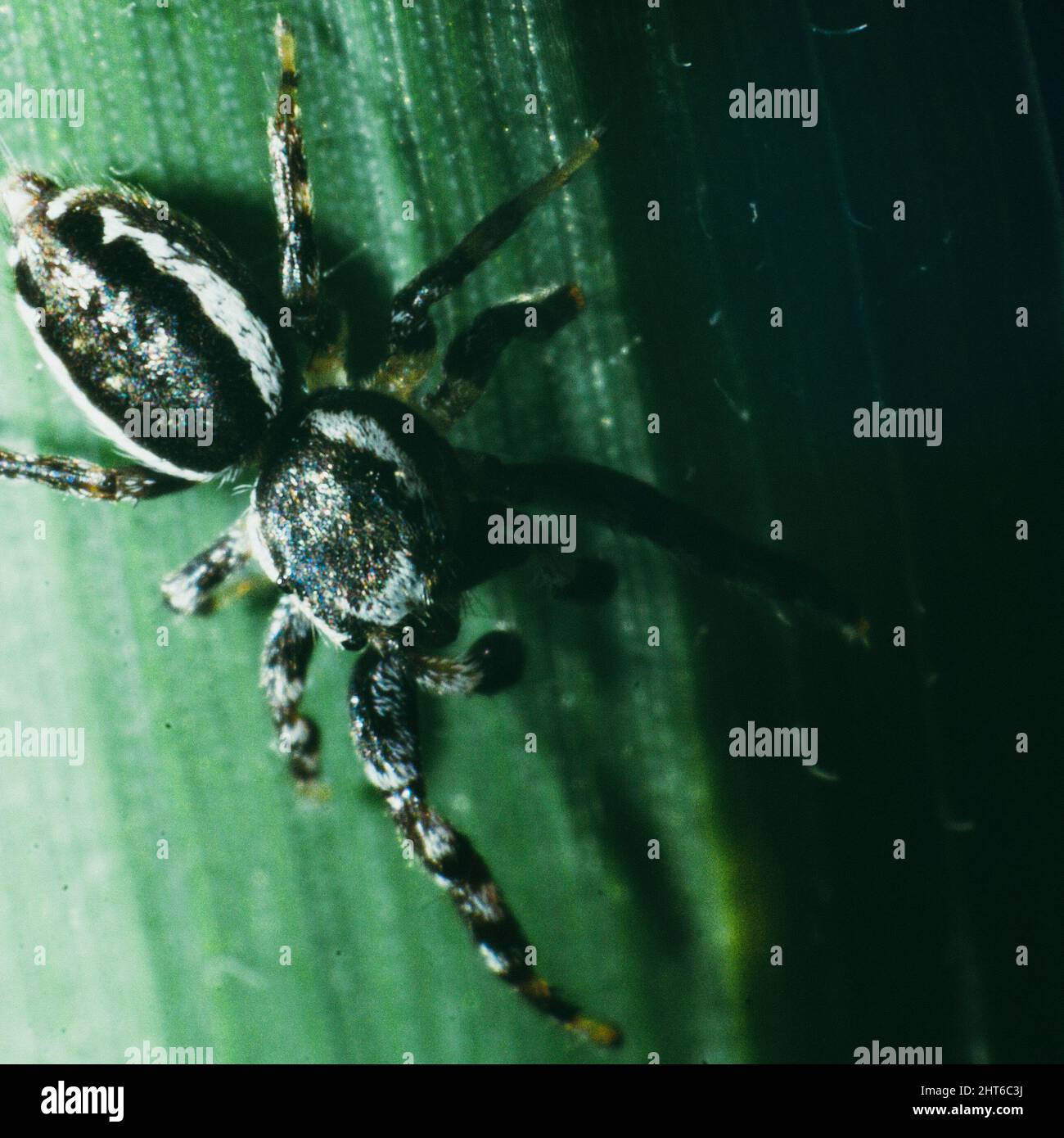 Closeup photo of a jumping spider on a plant Stock Photo - Alamy