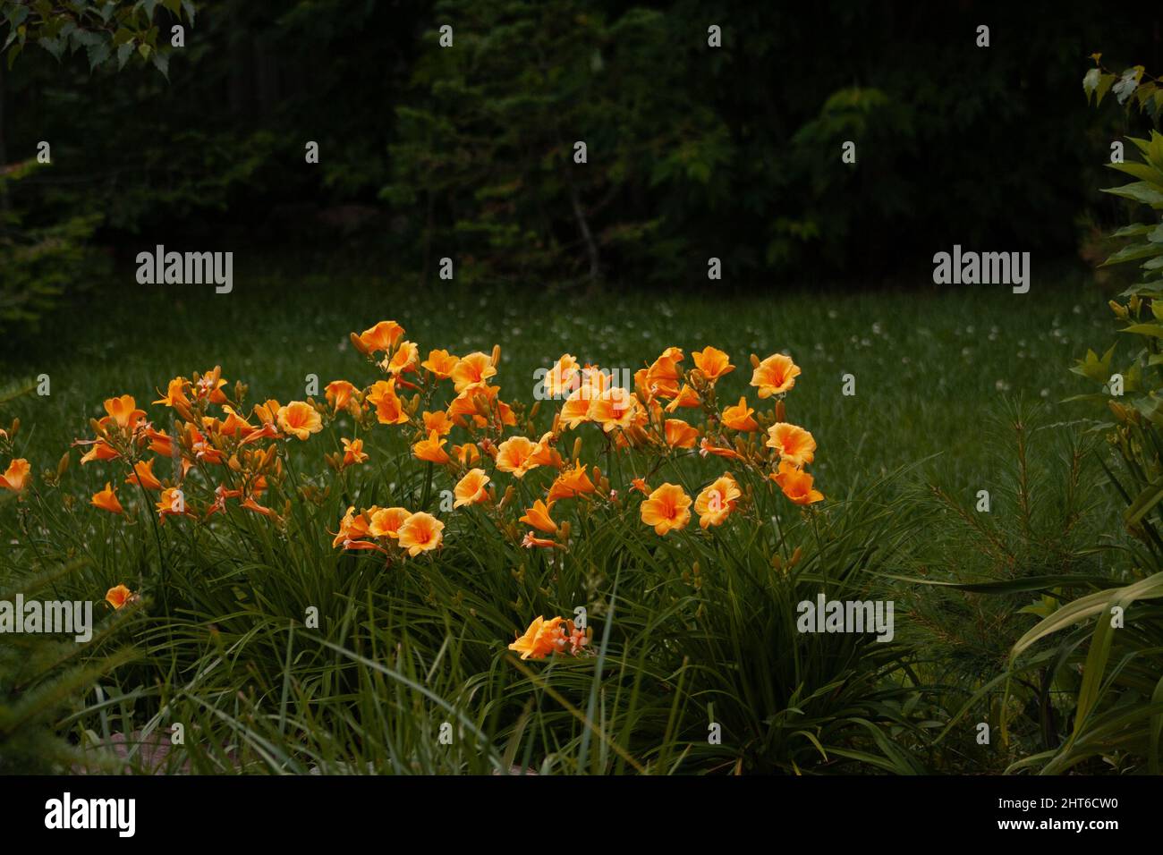Photo of daylily stella d'oro flowers in nature Stock Photo