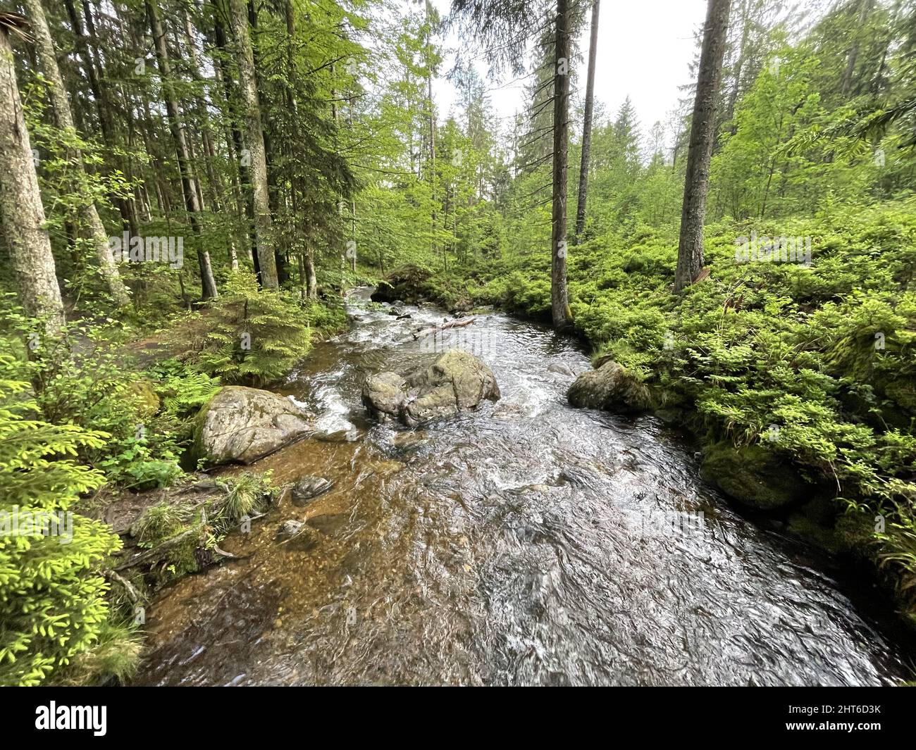 Beautiful view of a river in the forest Stock Photo - Alamy