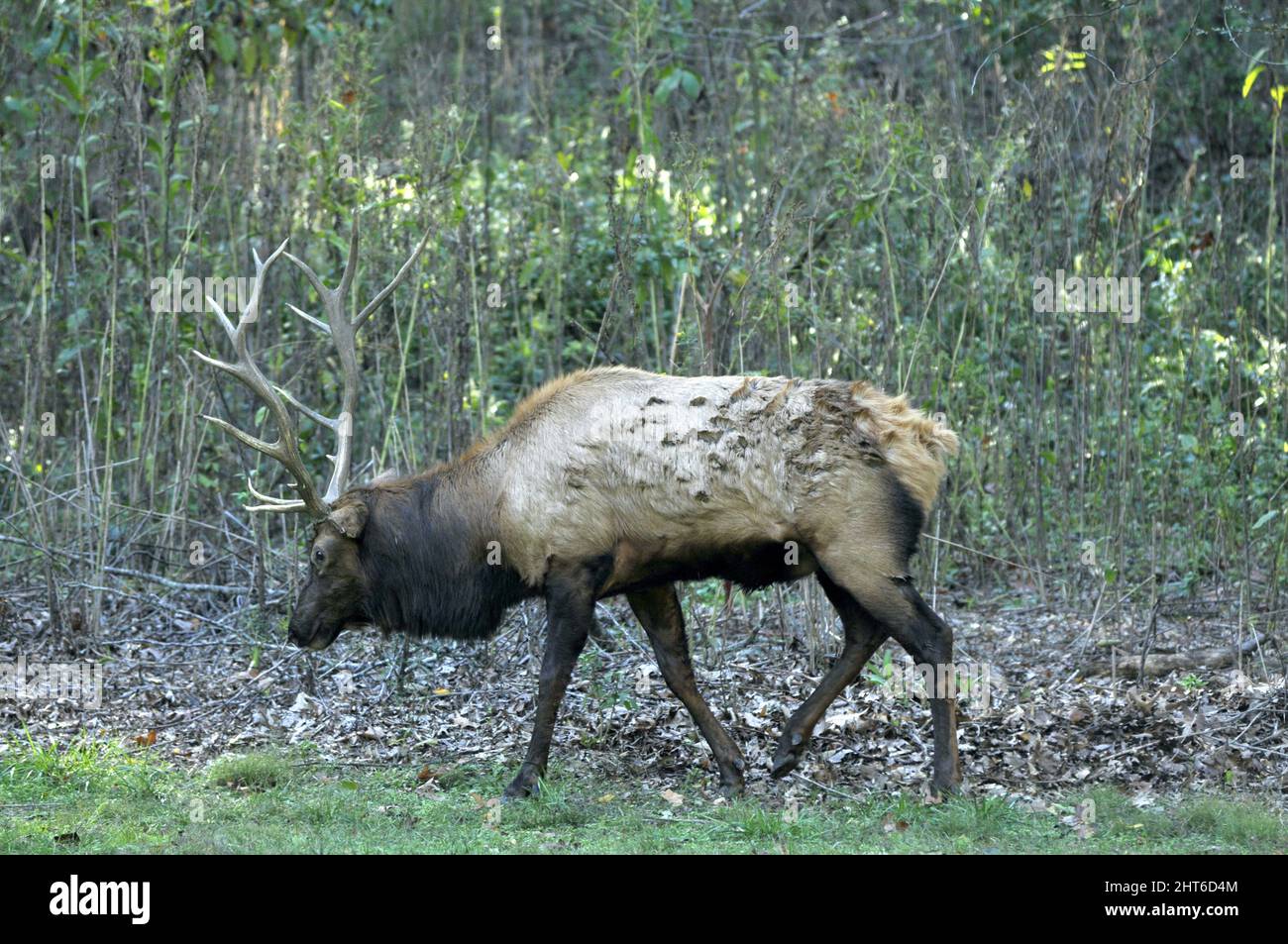Bull elk during the rut mating season in Missouri Stock Photo Alamy
