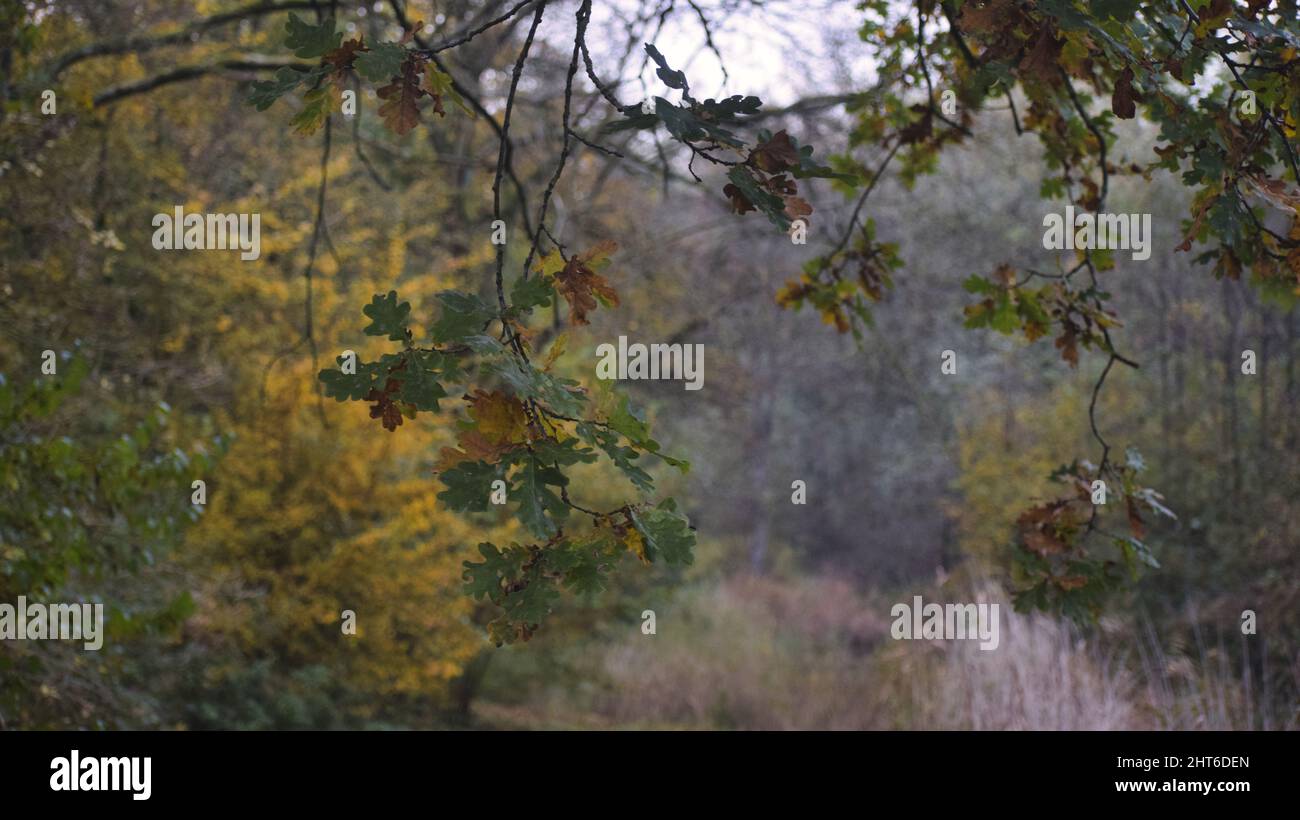 Closeup shot of branches of a tree in an autumn forest Stock Photo - Alamy