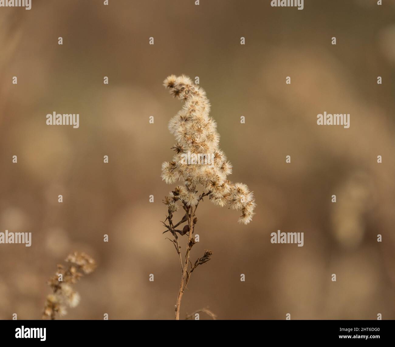 A closeup of the dry flower against the brown background. Shallow focus. Stock Photo