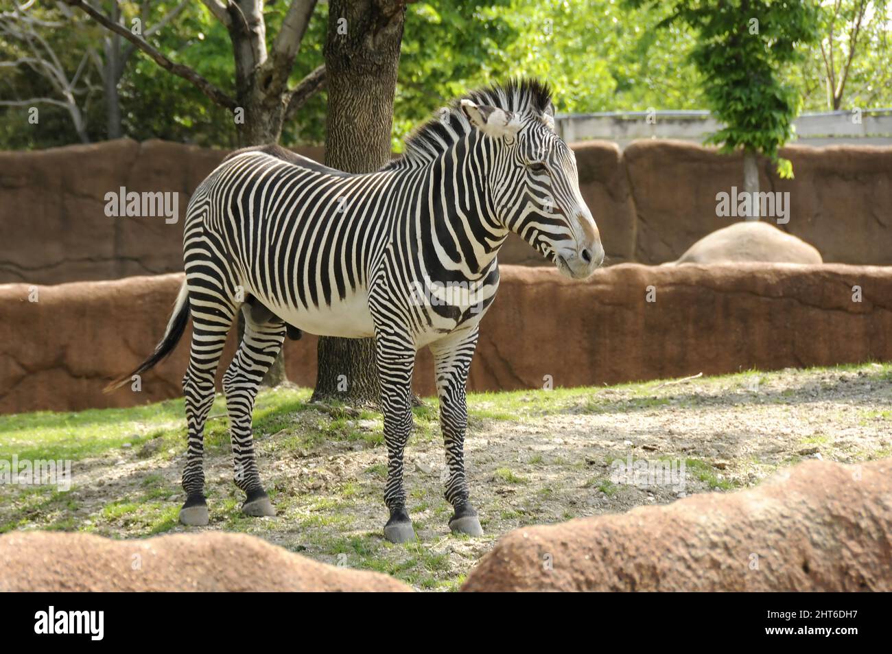 Zebra in captivity at the Saint Louis Zoo in Saint Louis, Missouri Stock Photo Alamy