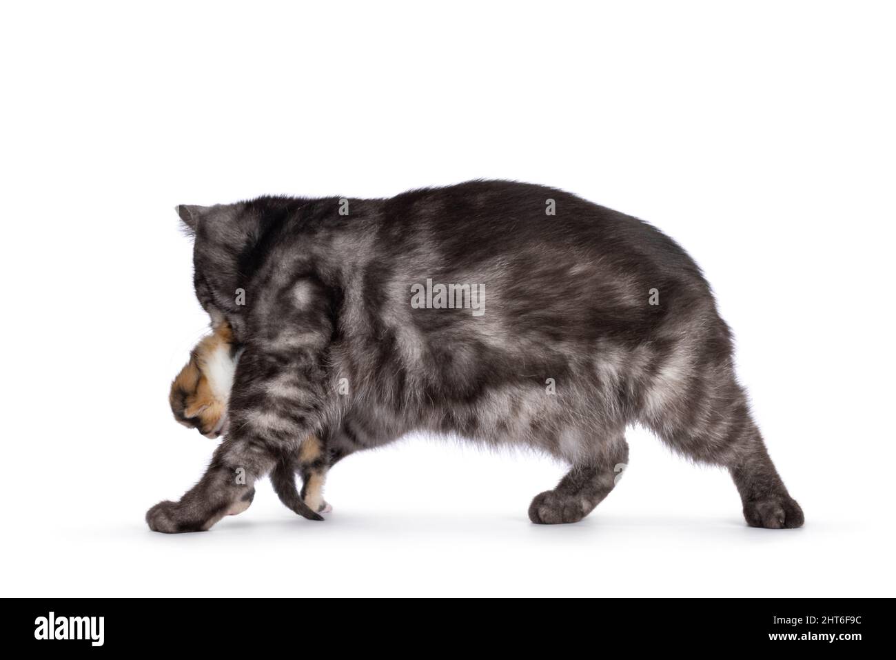 Mother British Shorthai cat walking away with kitten in mouth. Isolated on a white background. Stock Photo