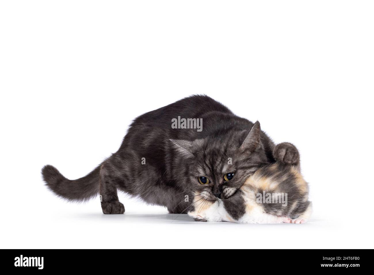 Mother British Shorthai cat taking kitten in mouth to move it. Isolated on a white background. Stock Photo