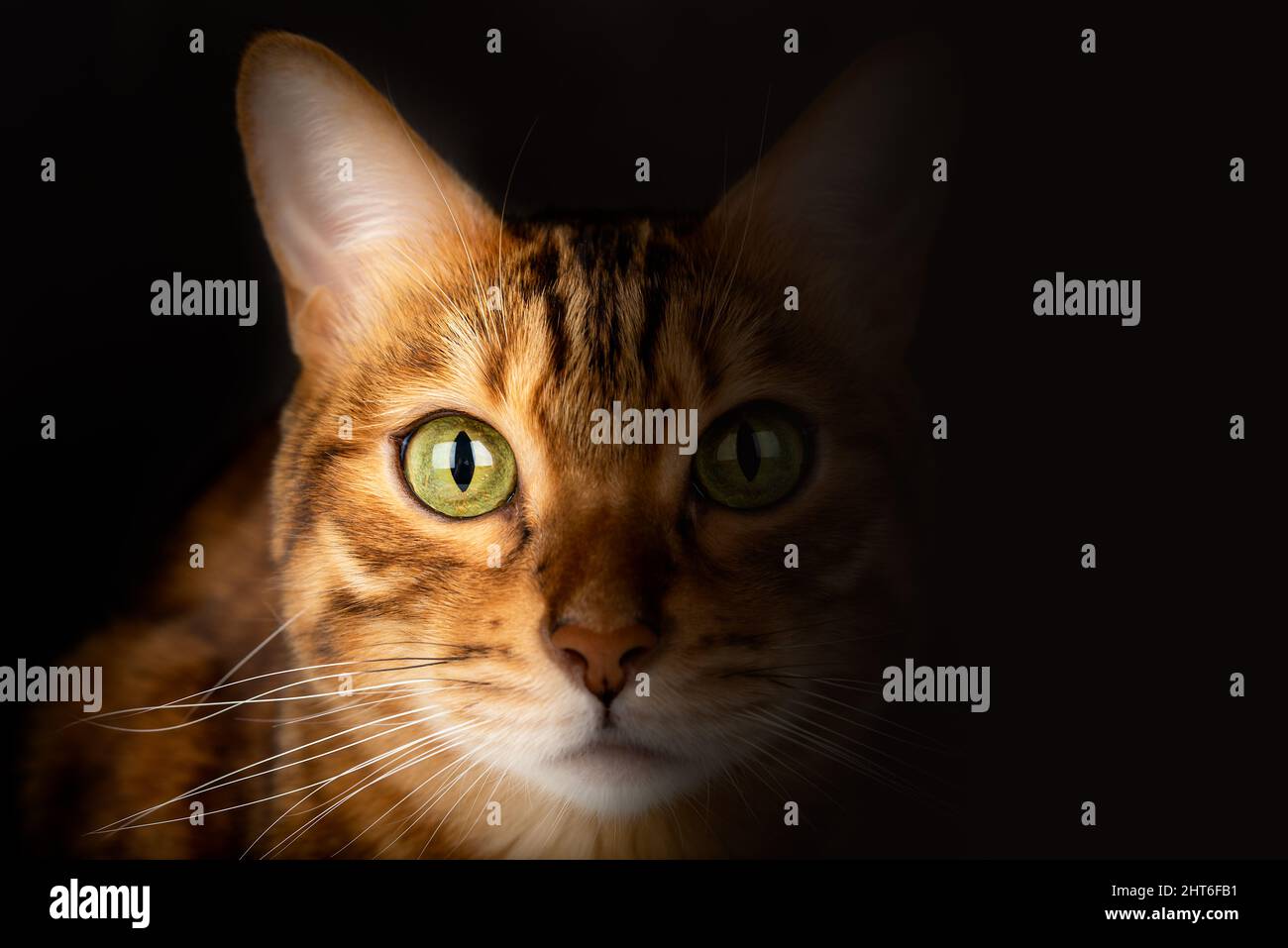 Closeup portrait of a Bengal cat on a black background. Part of the