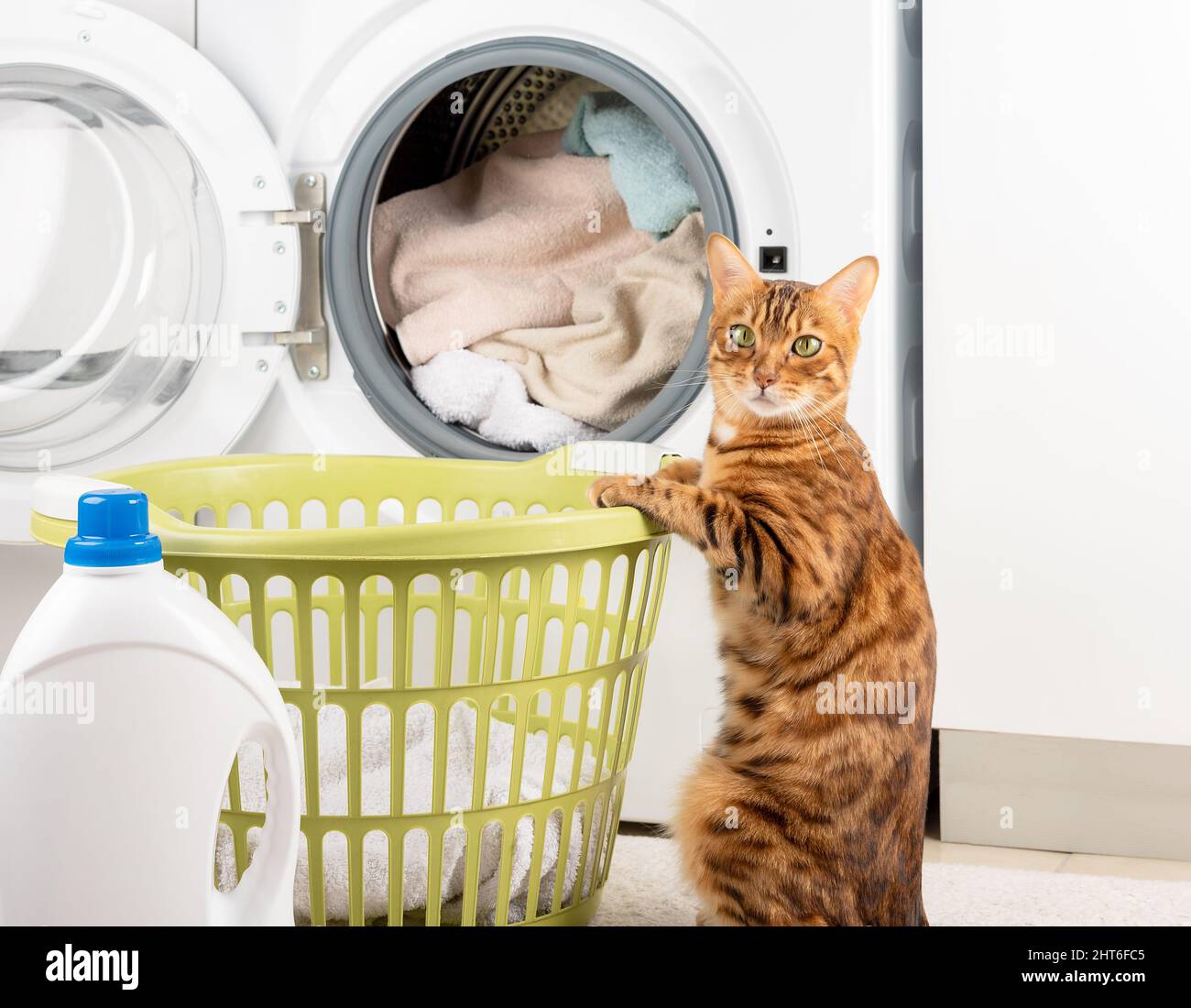 Funny cat washing dirty linen in a modern washing machine. Stock Photo
