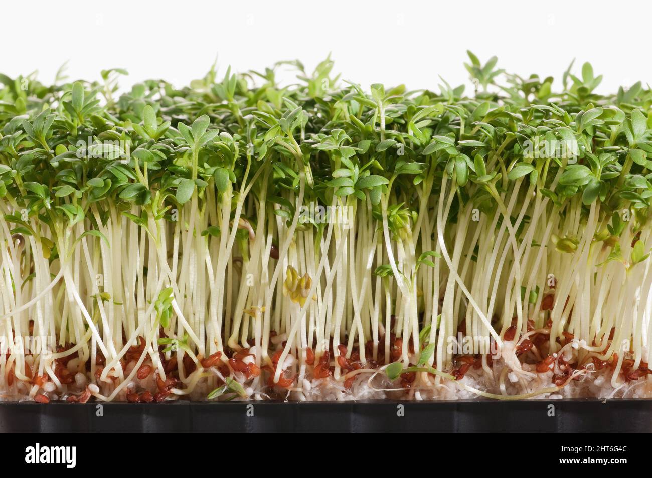 Macro shot of watercress sproute on white background Stock Photo Alamy