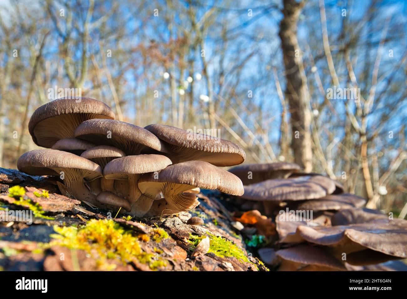 https://c8.alamy.com/comp/2HT6G4N/shallow-focus-of-brown-oyster-mushrooms-growing-on-rocks-on-a-sunny-day-2HT6G4N.jpg