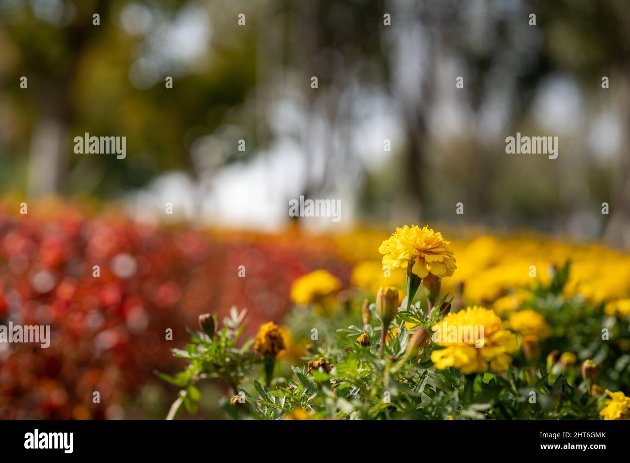 Selective focus of beautiful yellow flowers in the park in fall Stock
