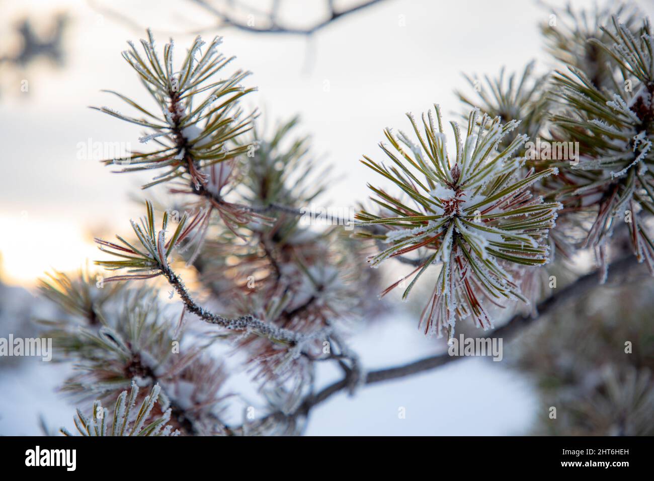 Closeup of a snowy pine tree branch Stock Photo - Alamy