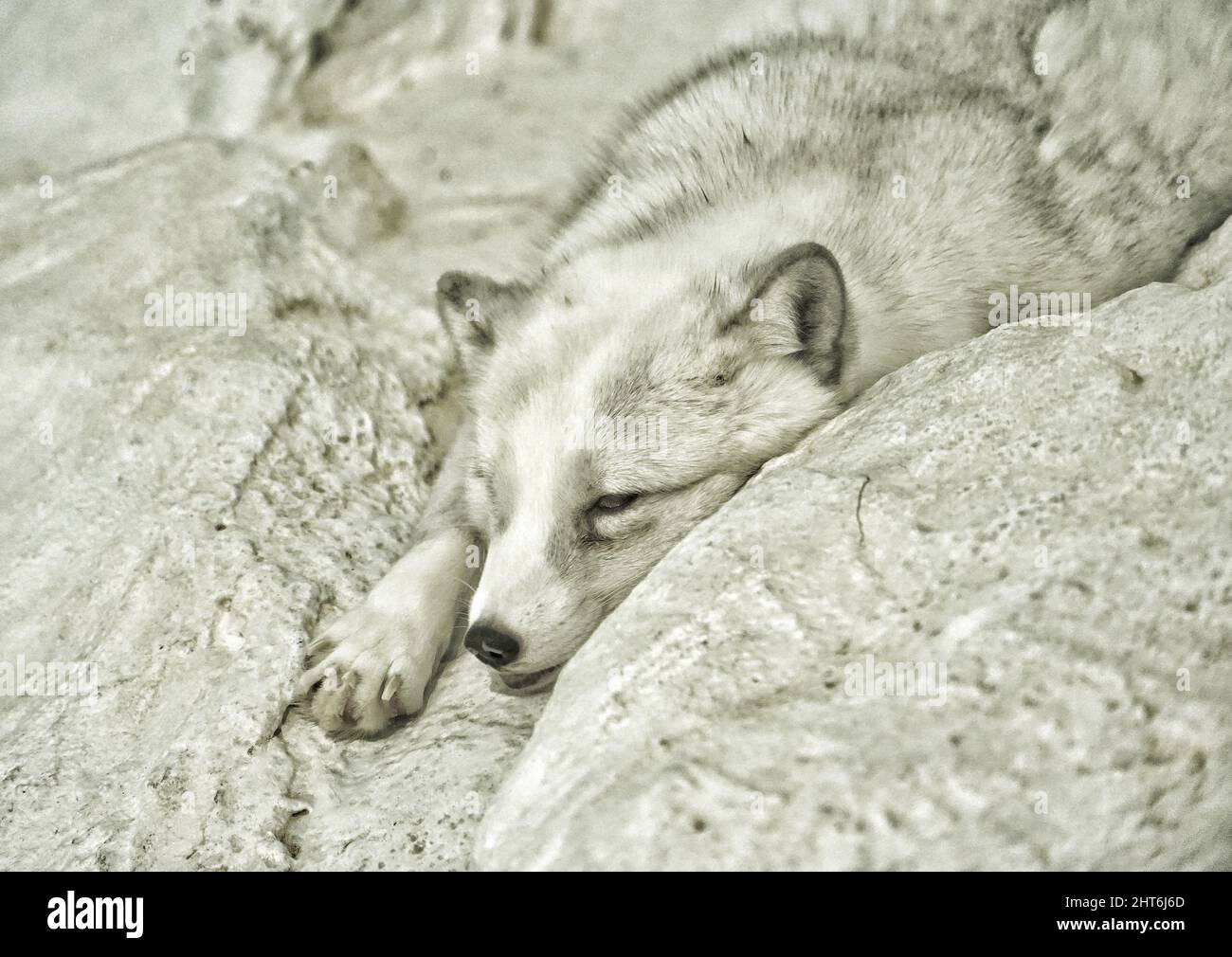 White Fox In Rocks Closeup of a fluffy white fox laying on the rocks Stock Photo - Alamy