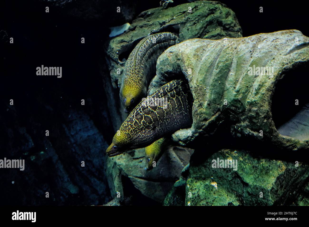 https://c8.alamy.com/comp/2HT6J7C/closeup-of-blind-eel-swimming-underwater-2HT6J7C.jpg