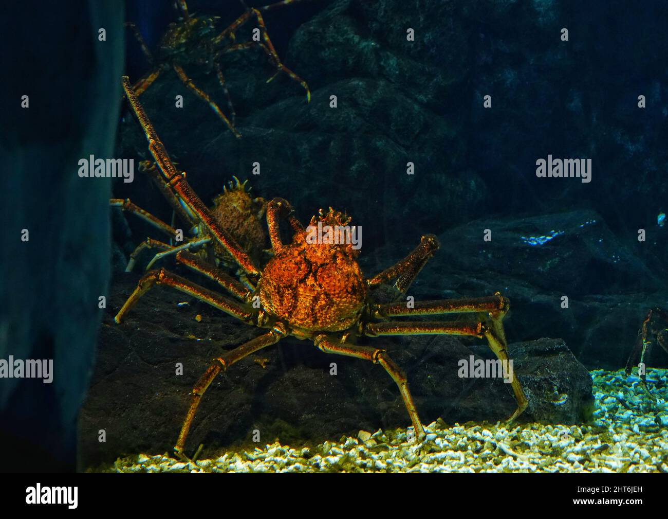 Spider crab in its natural habitat Stock Photo - Alamy