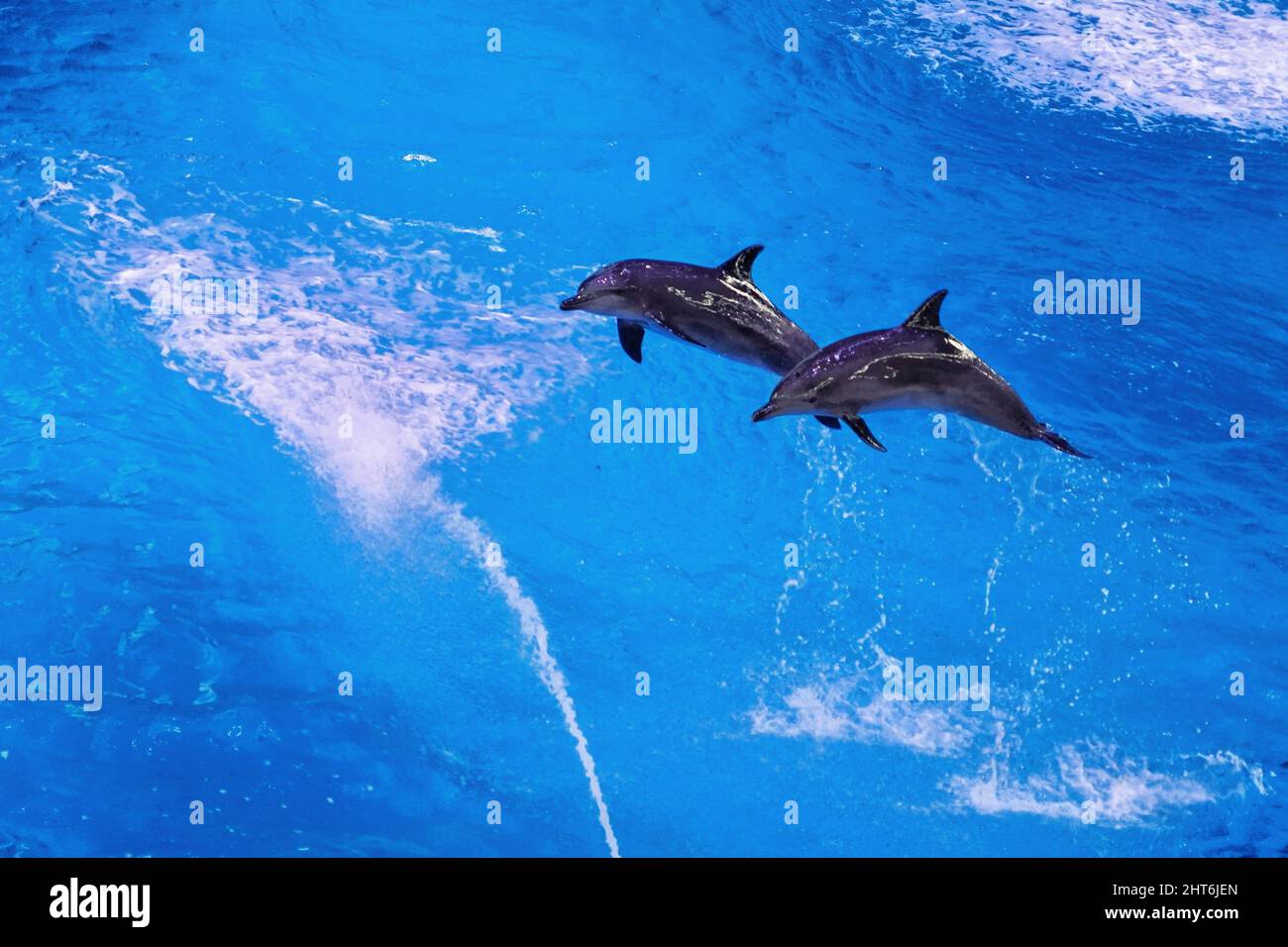 Dolphins jumping out of water during a dolphin show performance Stock ...