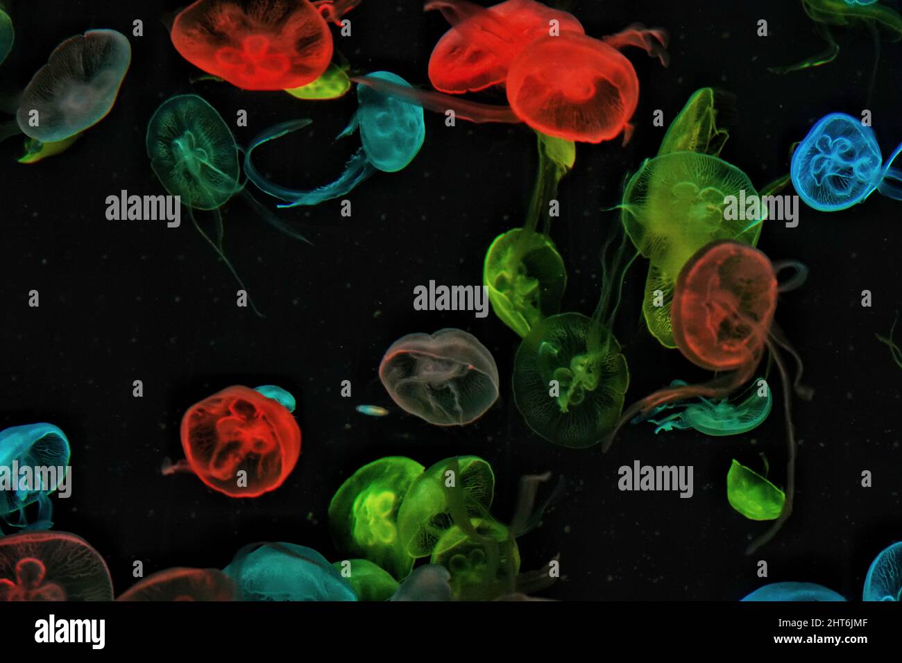 Multi-colored group of jellyfish swimming in Chimelong Ocean Kingdom aquarium, Zhuhai, China Stock Photo