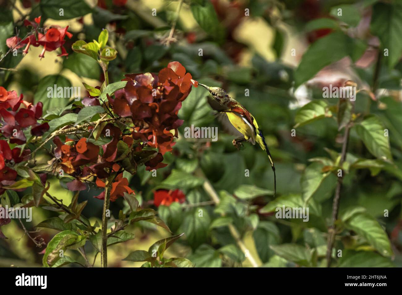 Shallow focus of a Mrs. Goulds sunbird on a branch of Holmskioldia plant with a blurry background Stock Photo