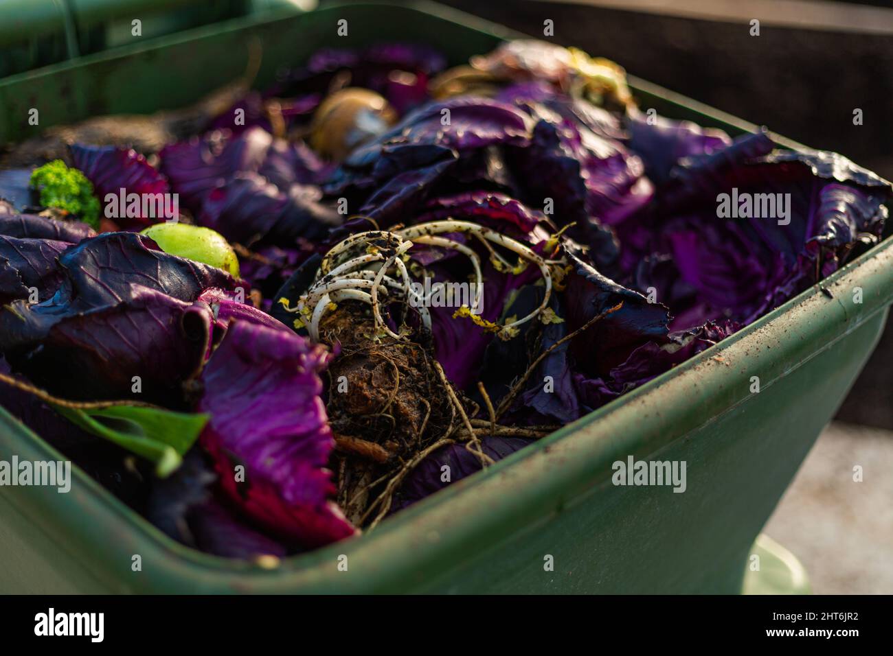 Closeup of Wasted food in a compost bin rotting with worms soil and ...