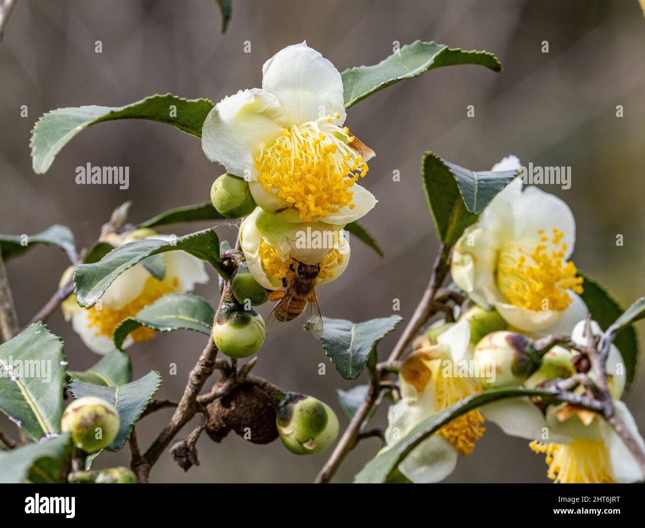 Macro of a bee collecting pollen from a blooming tree Stock Photo - Alamy