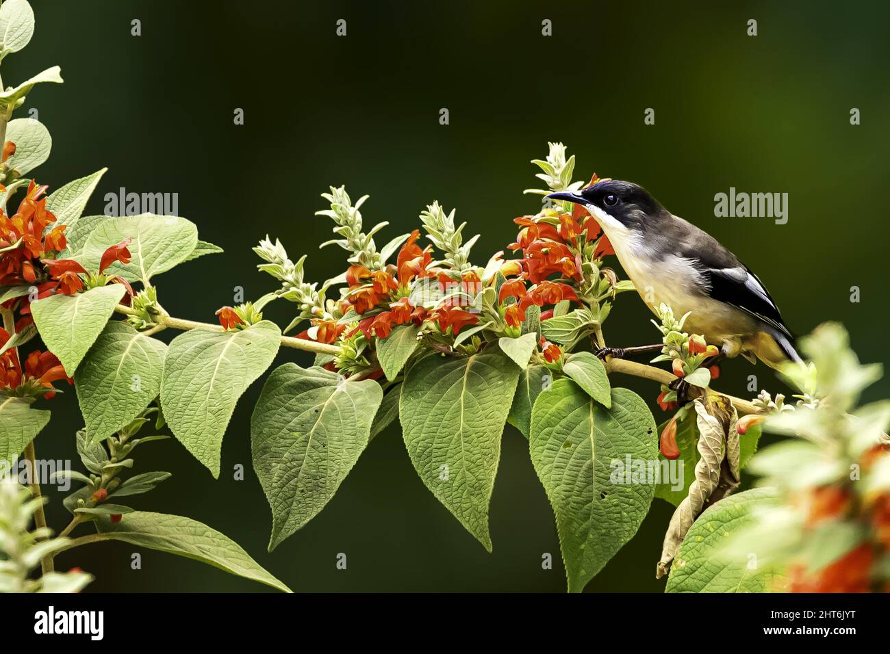Shallow focus of a Dark-backed sibia bird on a branch of Colquhounia plant with a green background Stock Photo