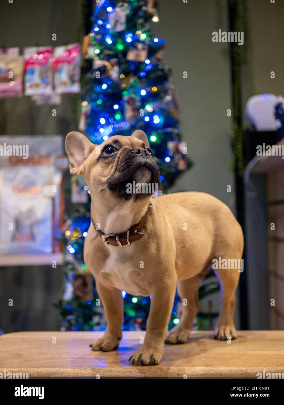 A vertical shot of the French Bulldog head with the Christmas tree and bokeh lights on the background Stock Photo