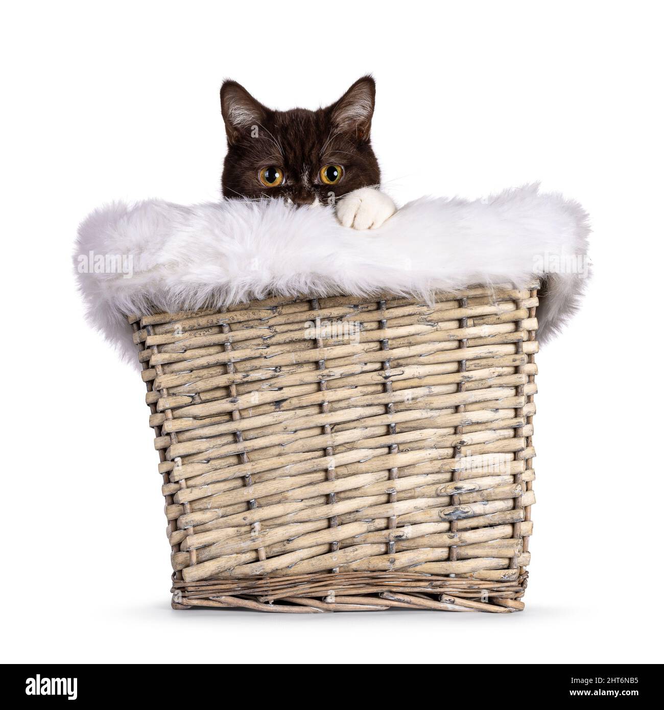 Cute brown young British Shorthair cat, sitting on basket with fake fur edge.Peeping naughty of edge. Looking straight to camera. Isolated on a white Stock Photo