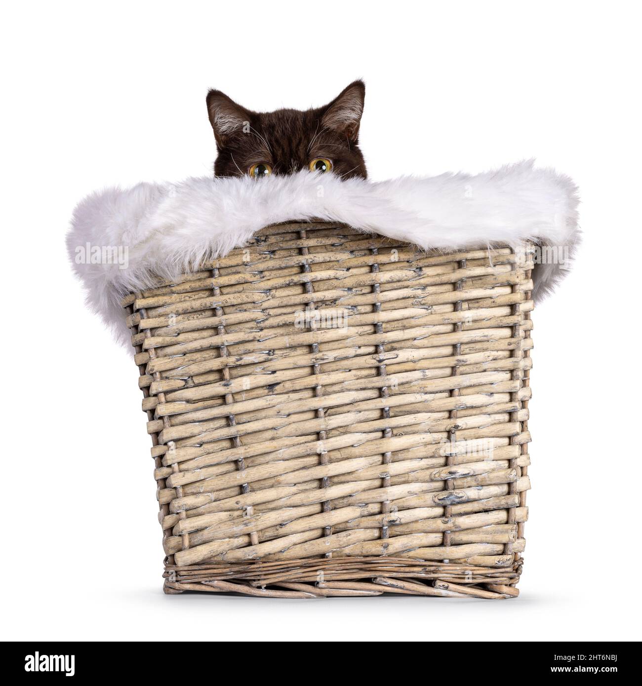 Cute brown young British Shorthair cat, sitting in basket with fake fur edge.Looking naughty of edge. Looking straight to camera. Isolated on a white Stock Photo