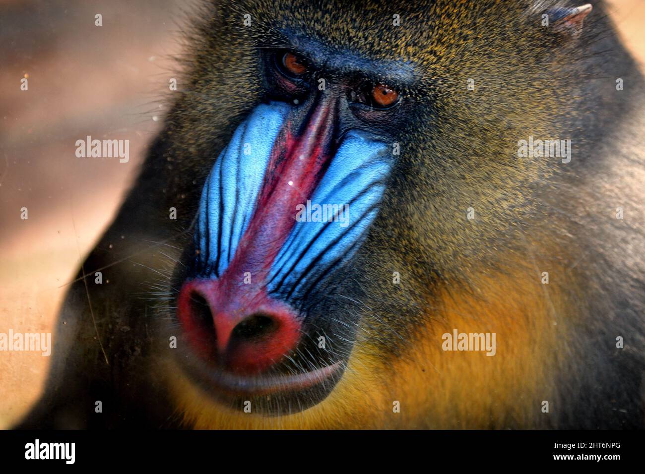 red and blue faced monkey