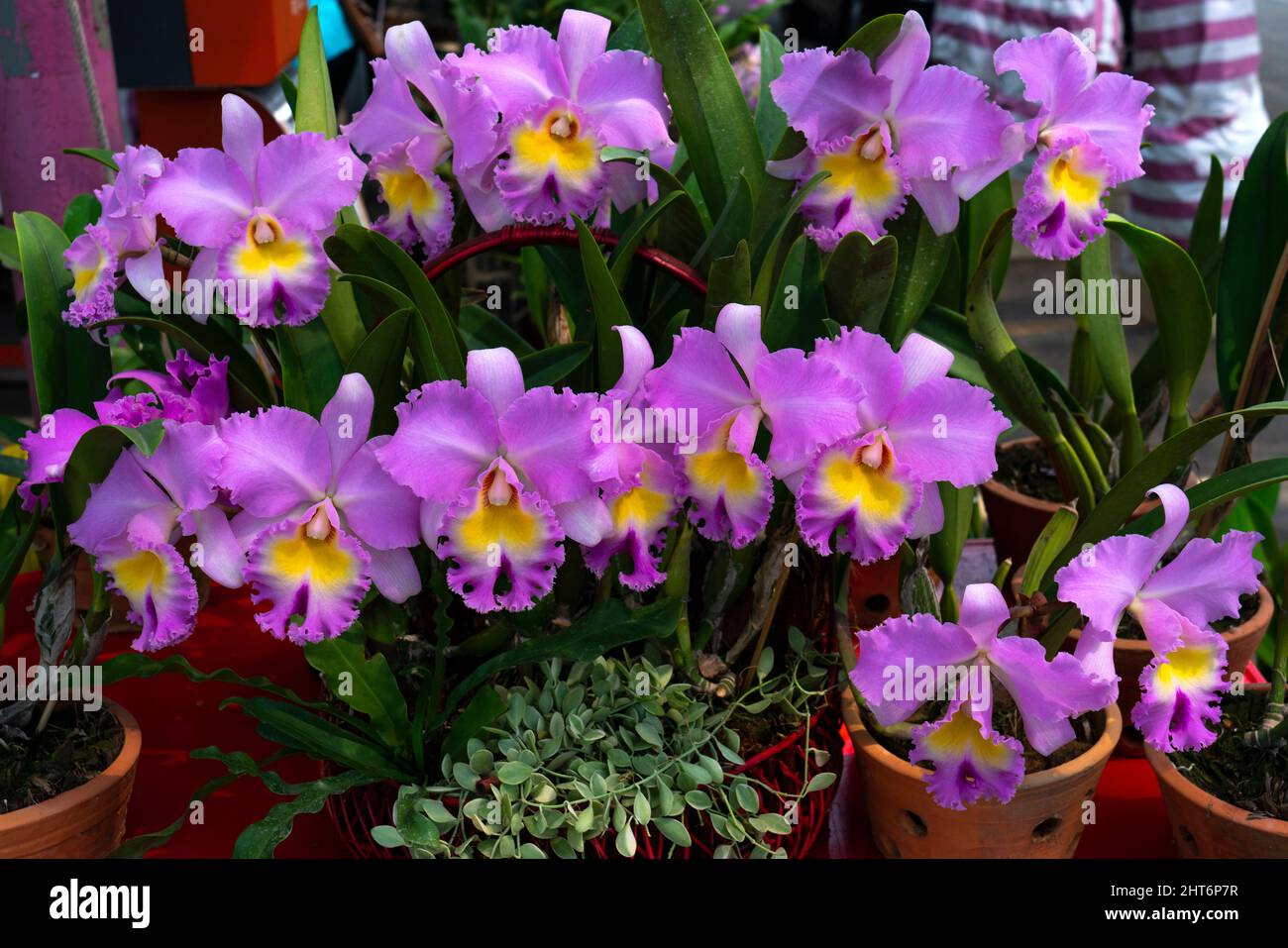 Pink cattleya flowers,Isolated pink color flowers blooming bouquet. Wild cattleya orchid plant growing in pot for home care. Stock Photo