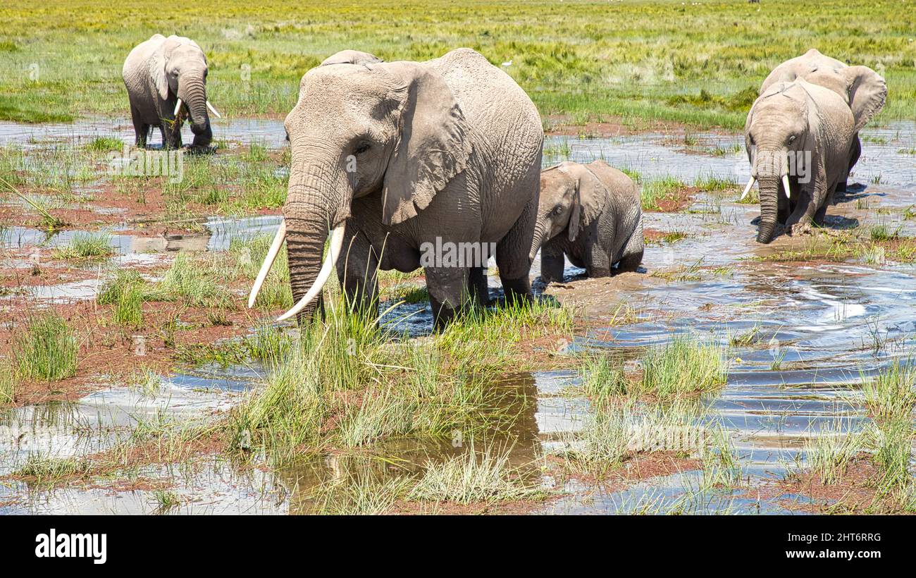 Elephant cow with four calves on flooded grassland. Stock Photo