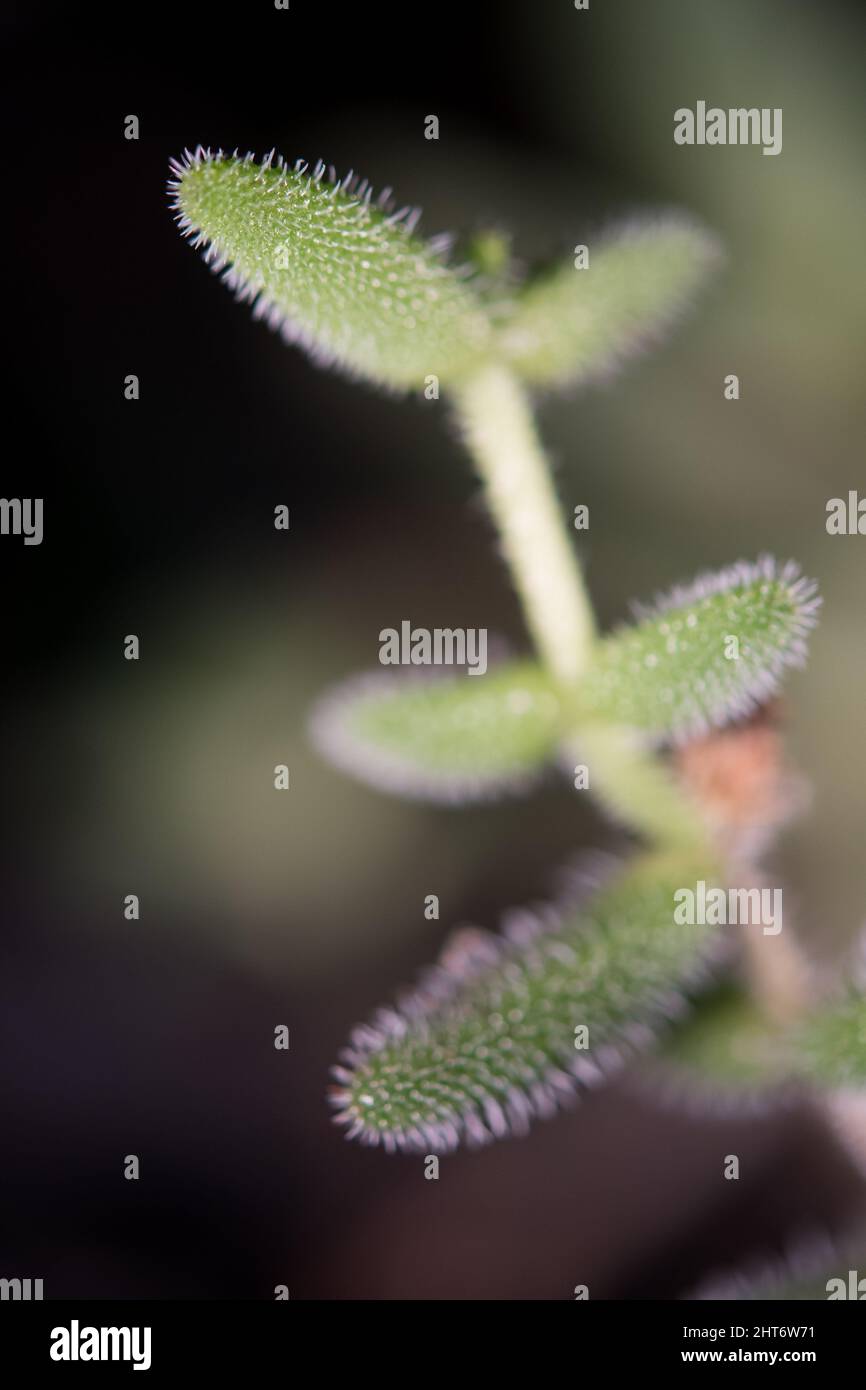 Close up look at succulent plant Stock Photo