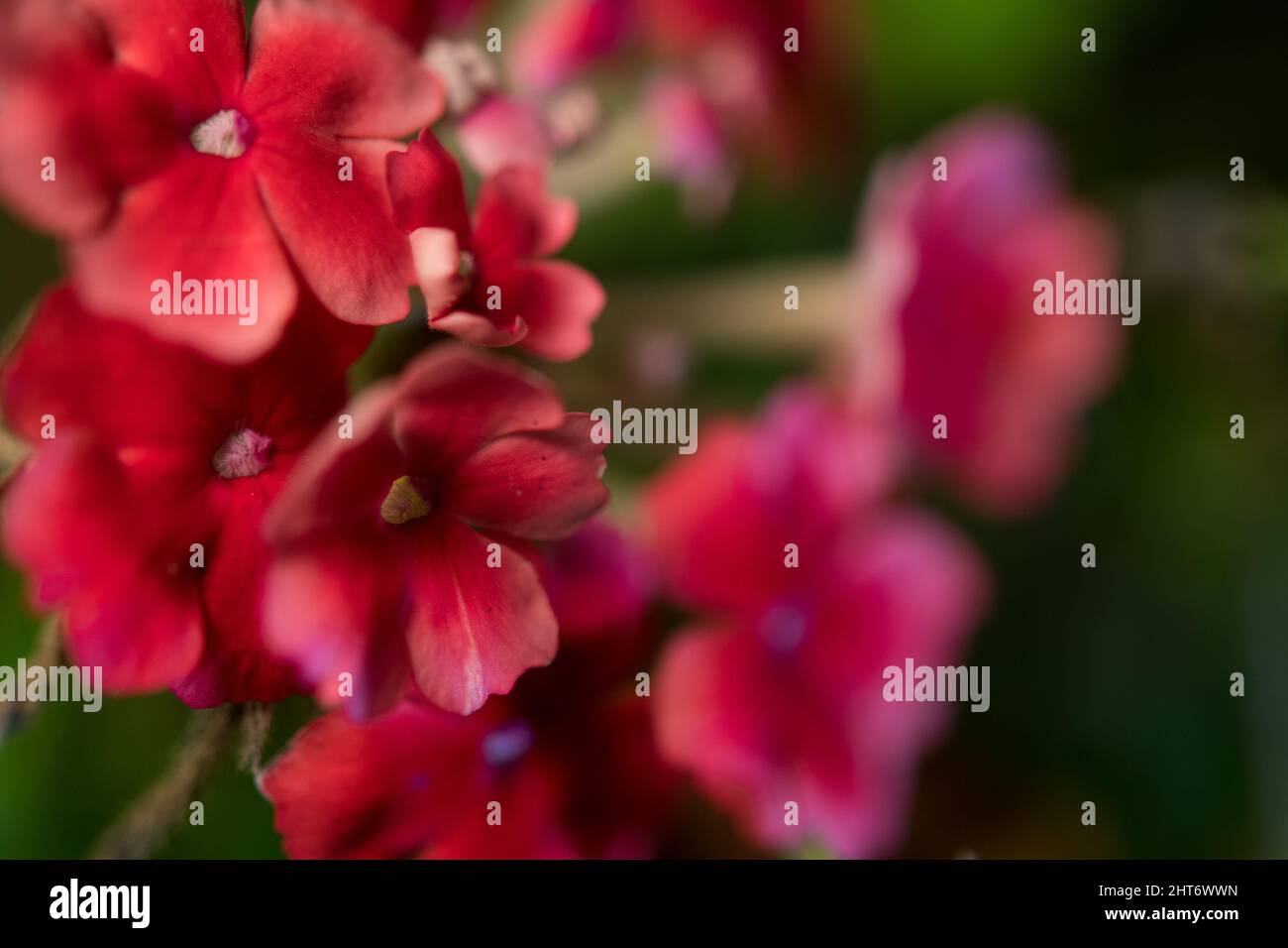 Cluster of small red flowers Stock Photo Alamy
