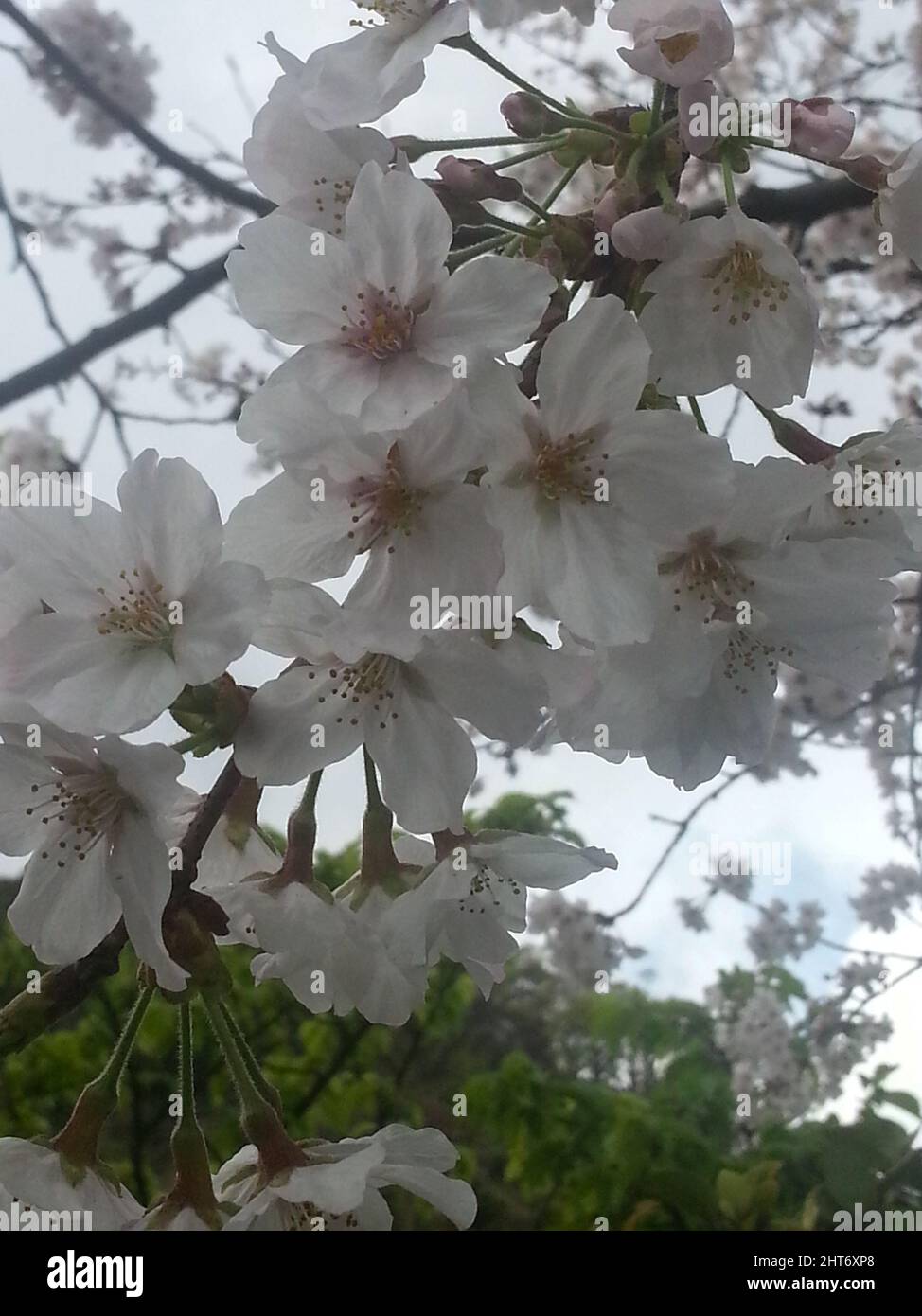 Vertical shot of cherry blossoms in a park in Kyushu Stock Photo - Alamy