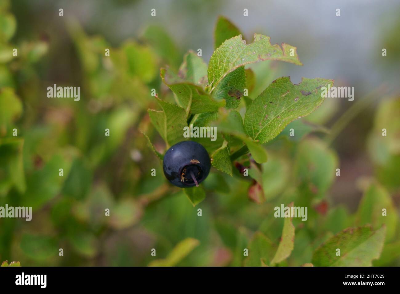 Blueberry Stock Photo