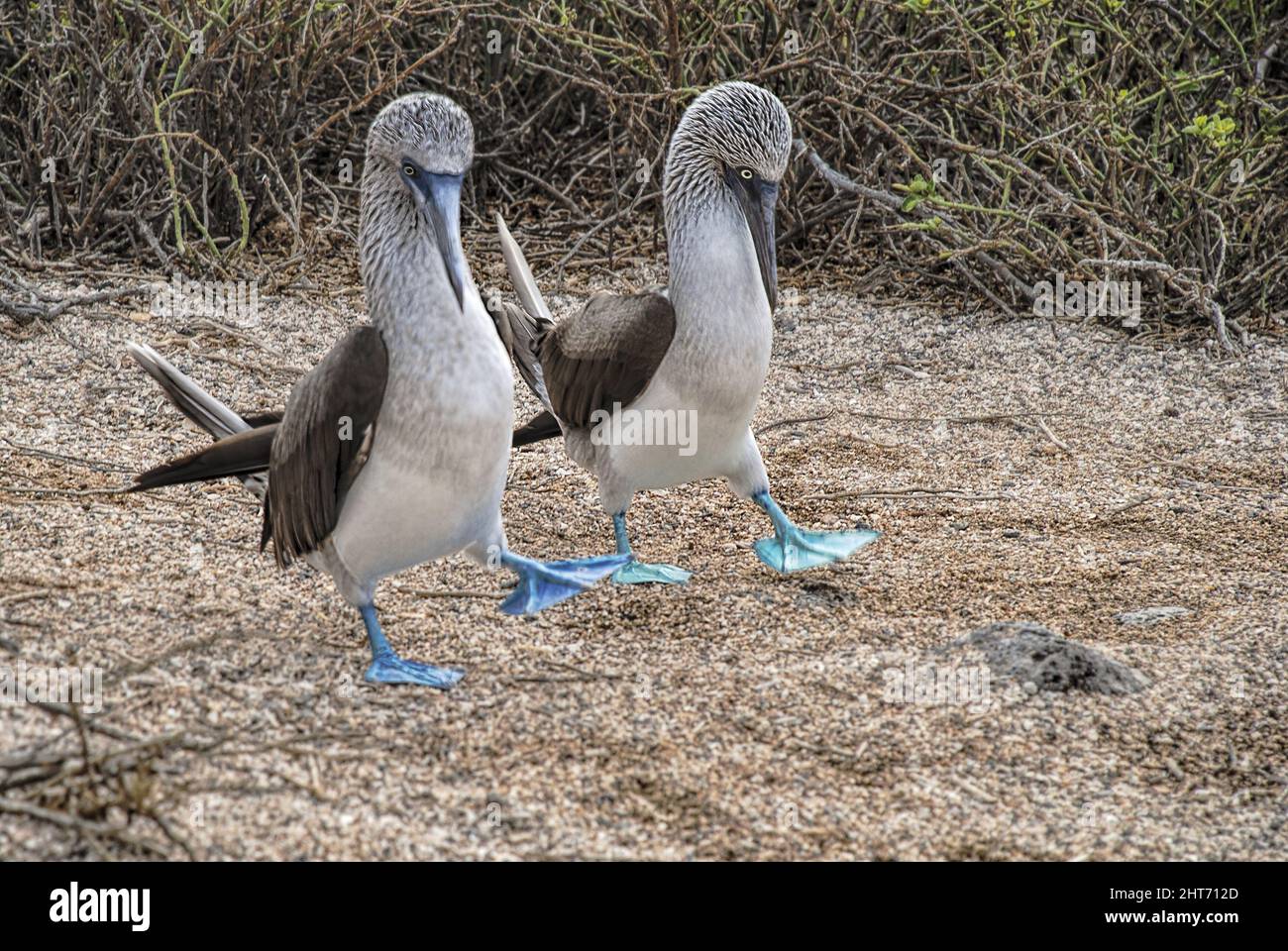 Beautiful Blue-footed Booby bird pair walking together Stock Photo