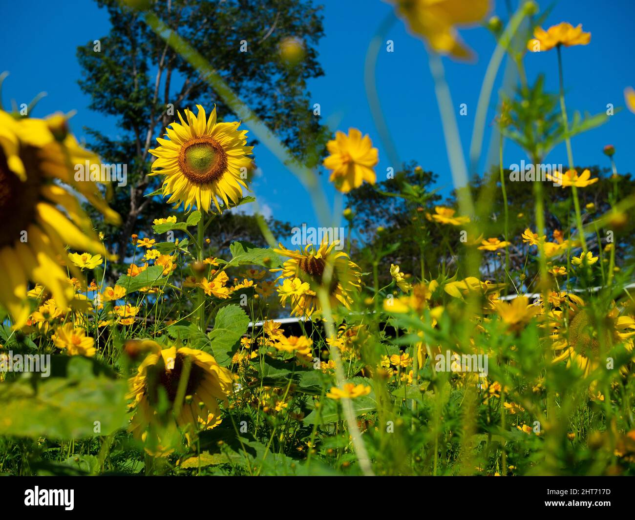 Sunflowers field with colorful bright orange and yellow on the