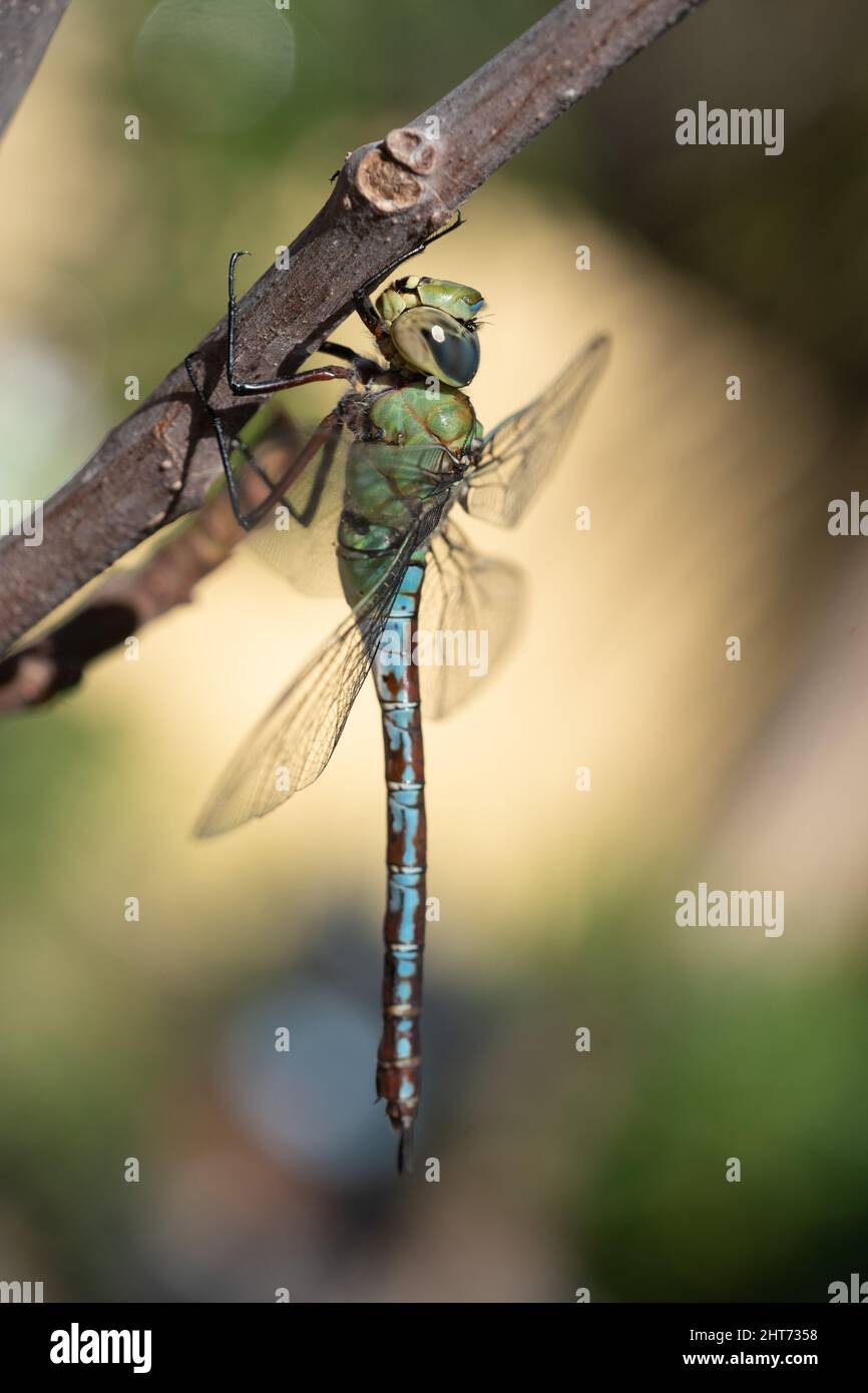 Selective focus shot a dragonfly on a tree branch Stock Photo - Alamy