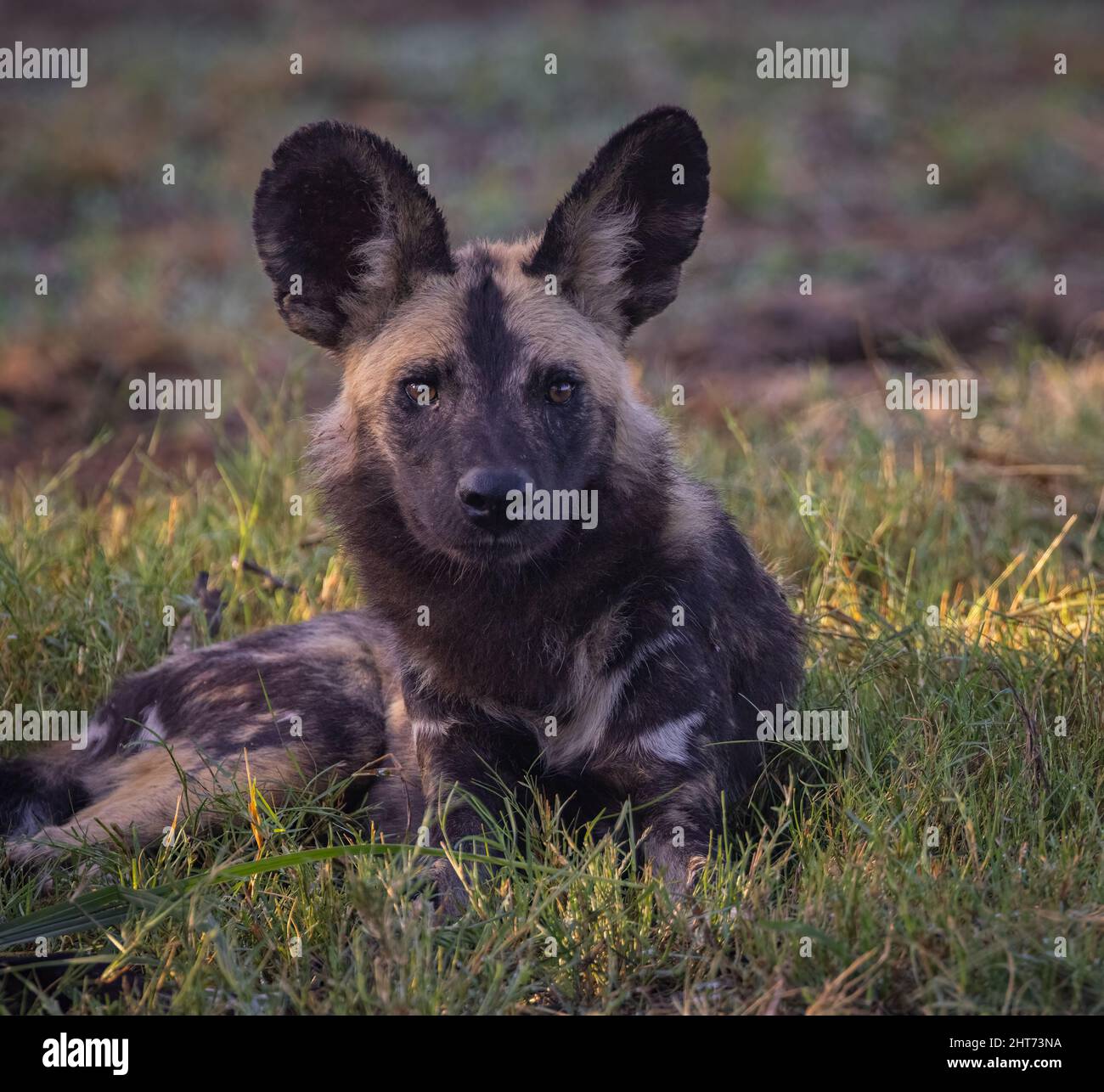 WIld Dogs or Painted Wolf of the Kruger National Park, on an early morning game drive. South Africa Stock Photo